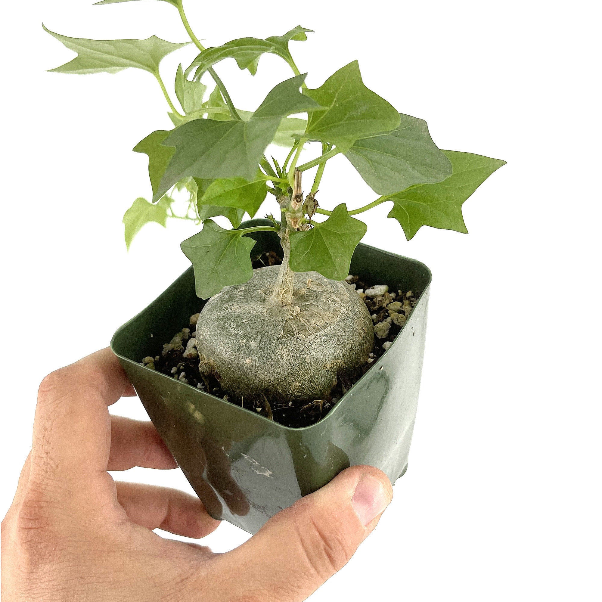 Gerrardanthus macrorhizus 'Bigfoot'