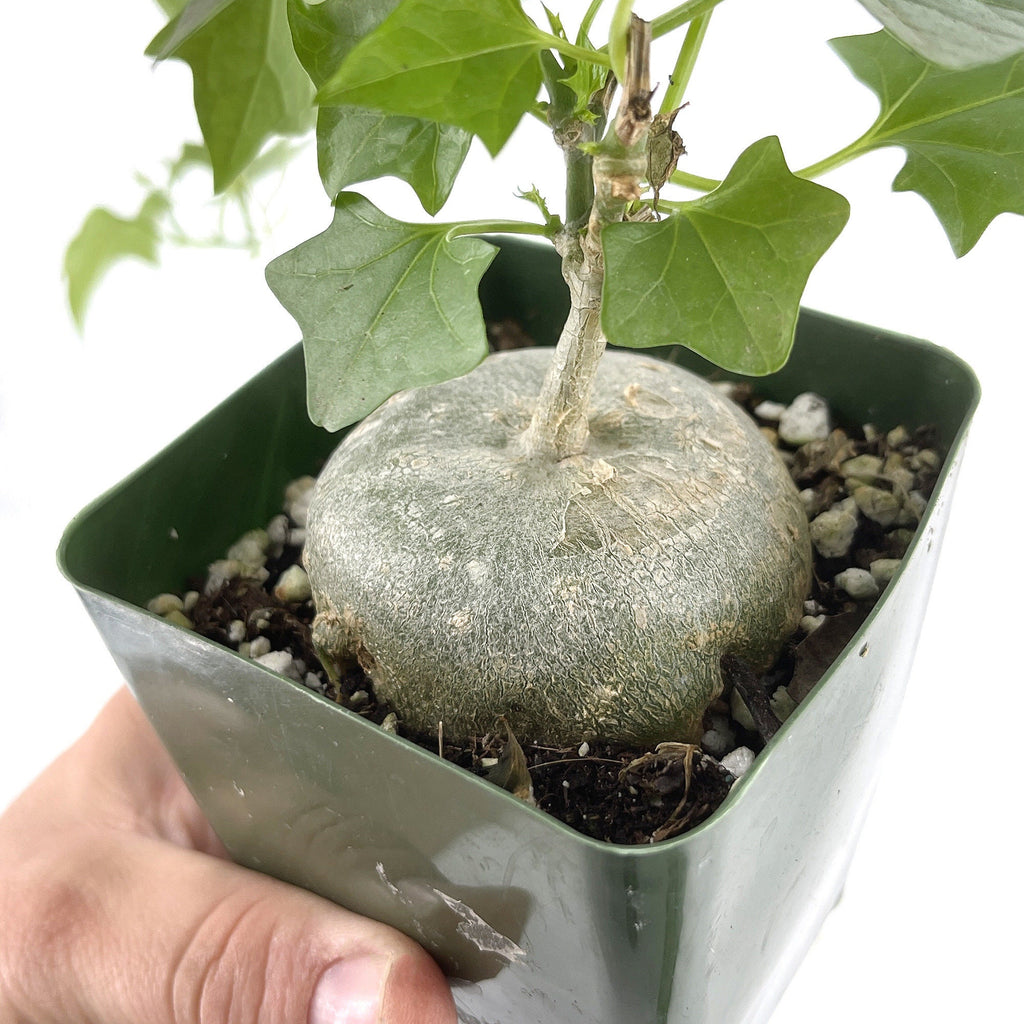 Gerrardanthus macrorhizus 'Bigfoot'