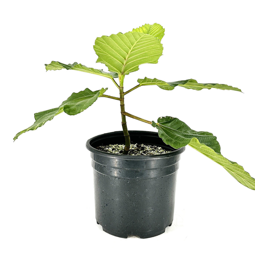 Ficus dammaropsis