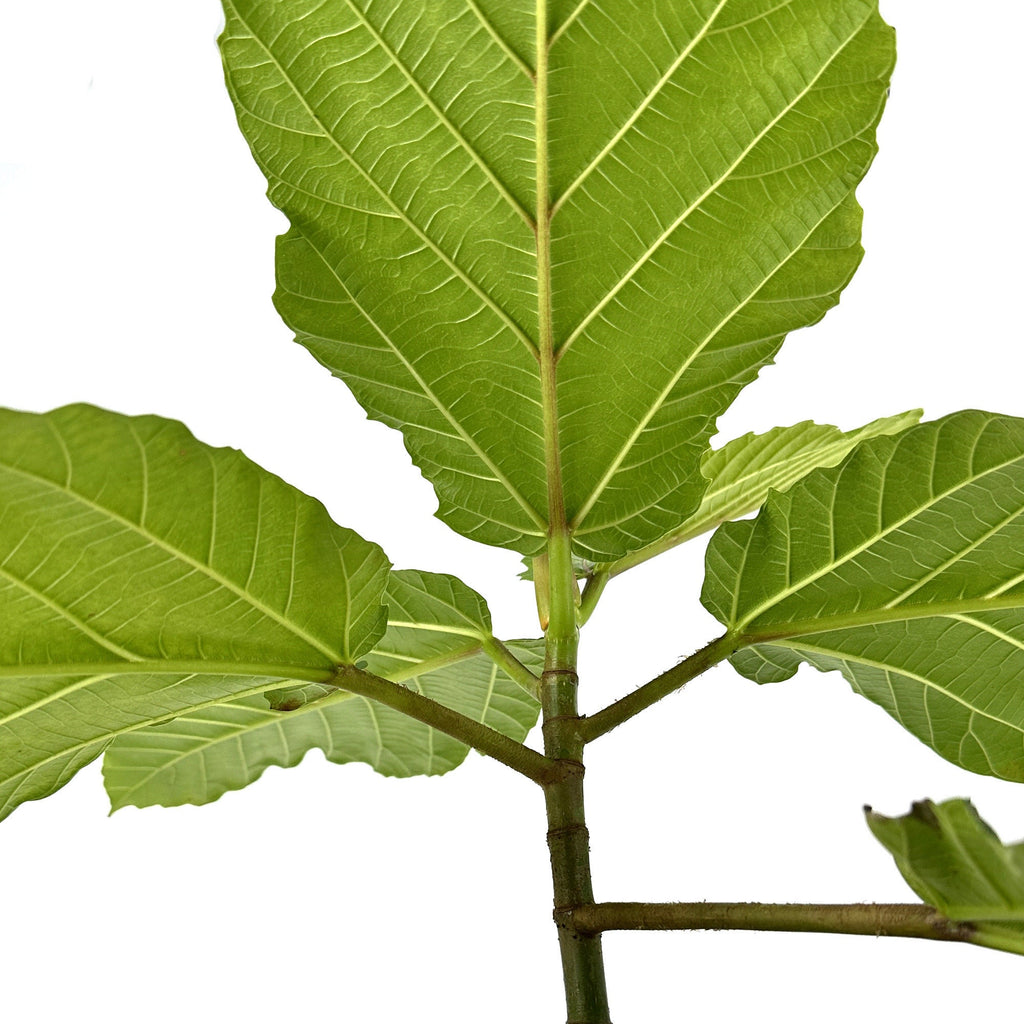 Ficus dammaropsis