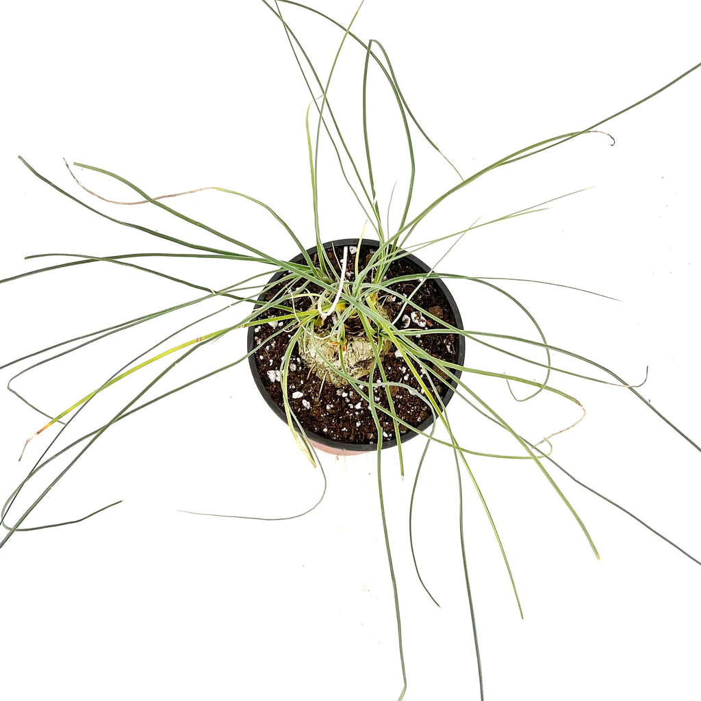 Calibanus hookeri