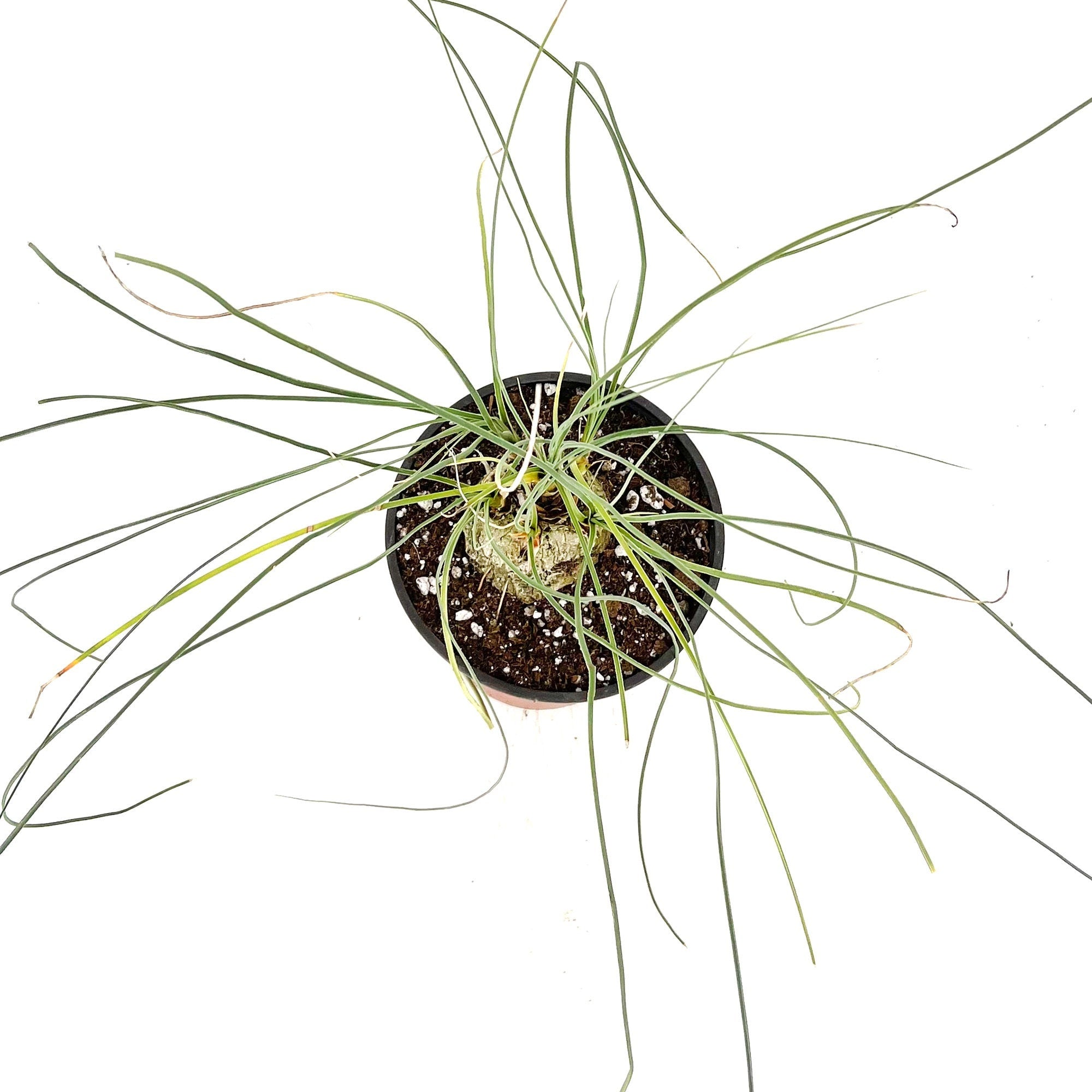 Calibanus hookeri