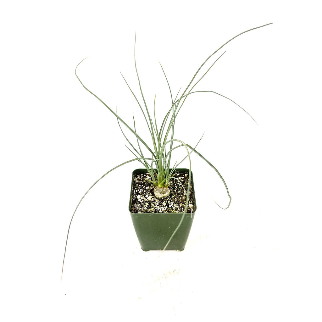 Calibanus hookeri
