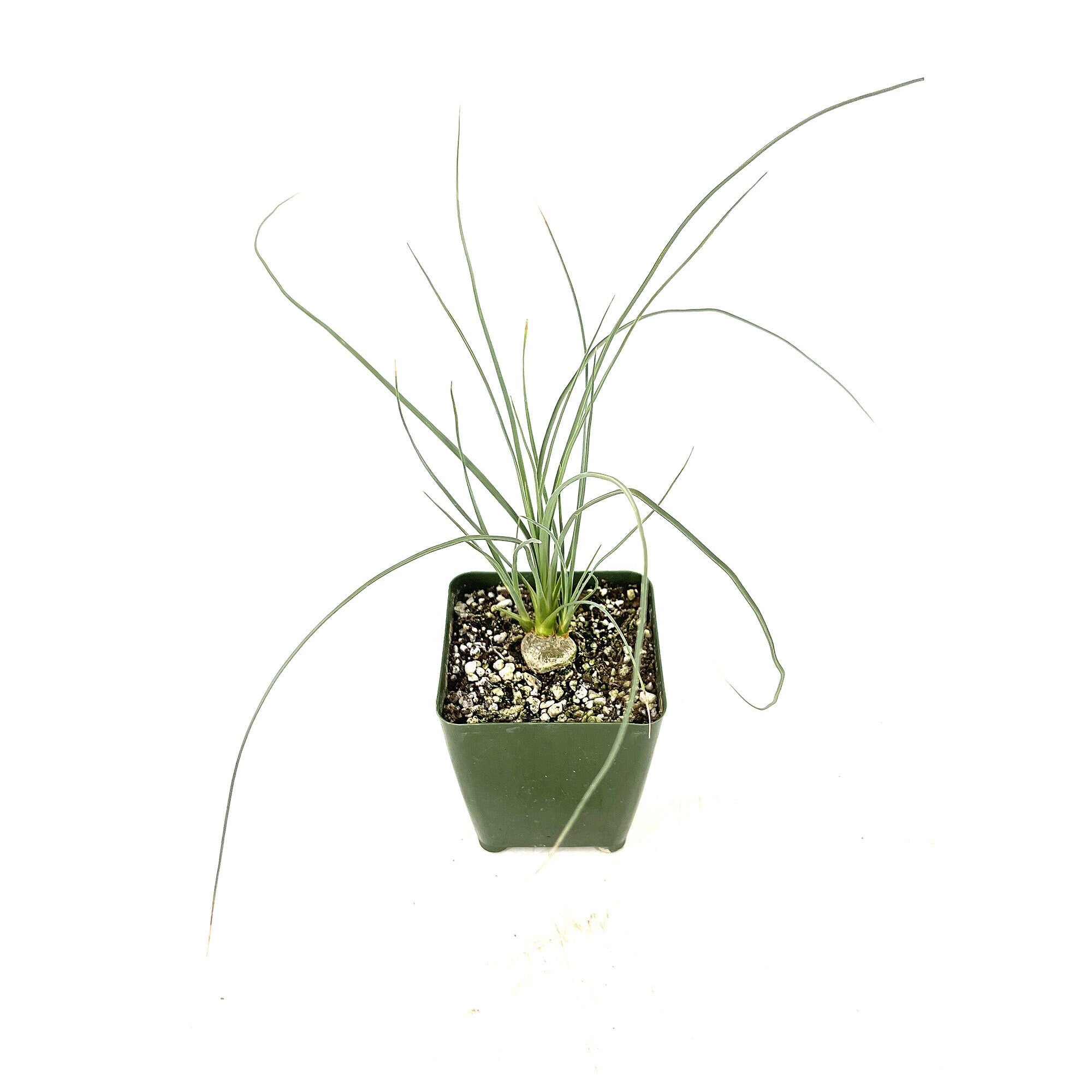 Calibanus hookeri