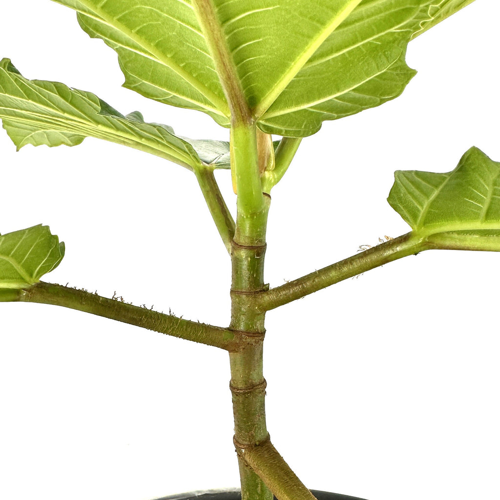 Ficus dammaropsis