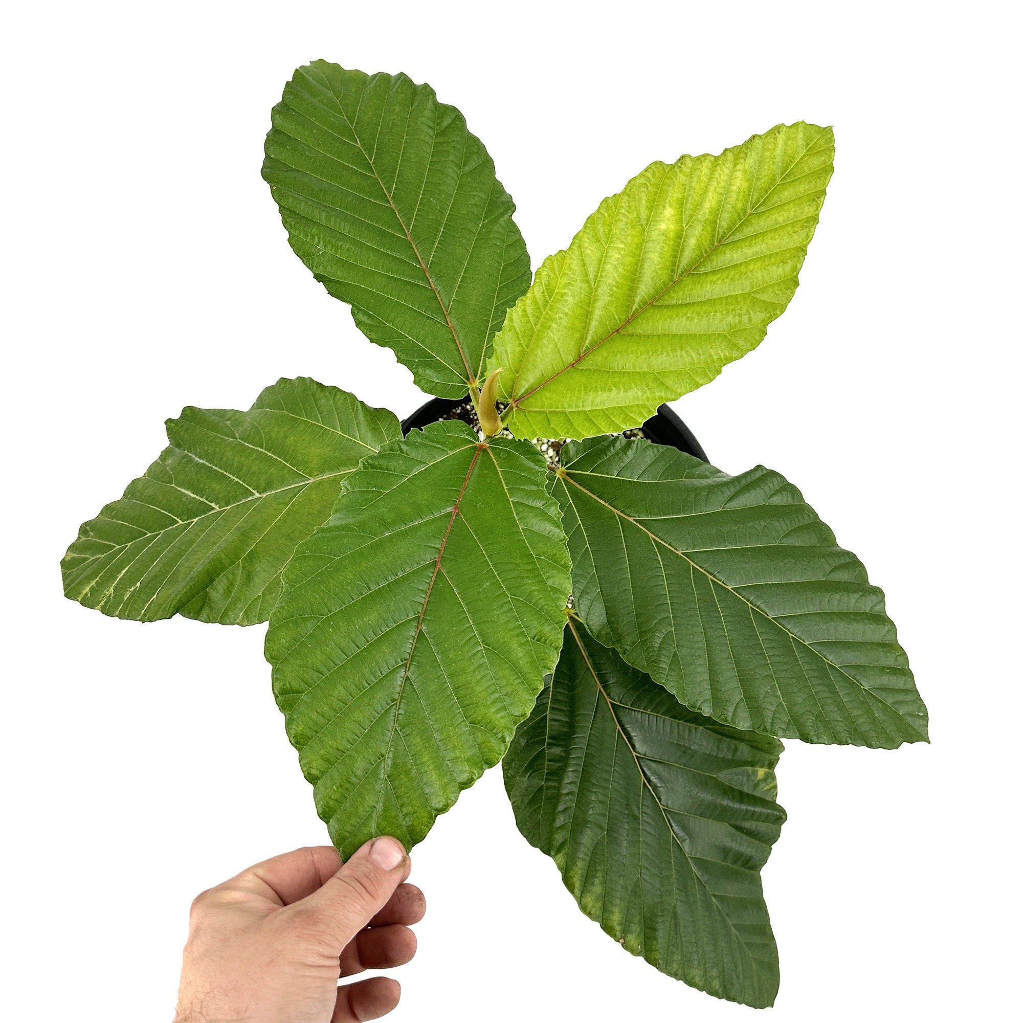 Ficus dammaropsis