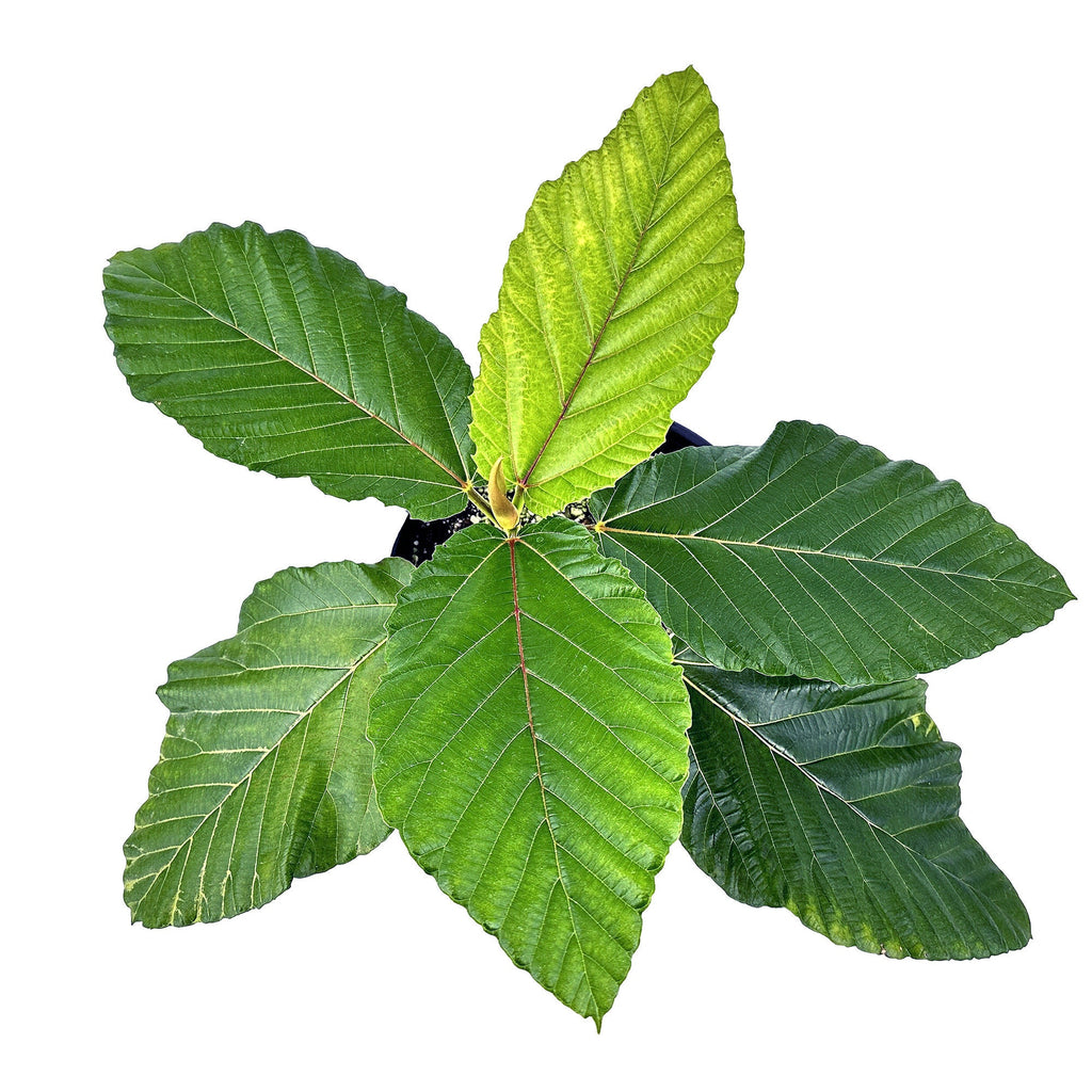 Ficus dammaropsis