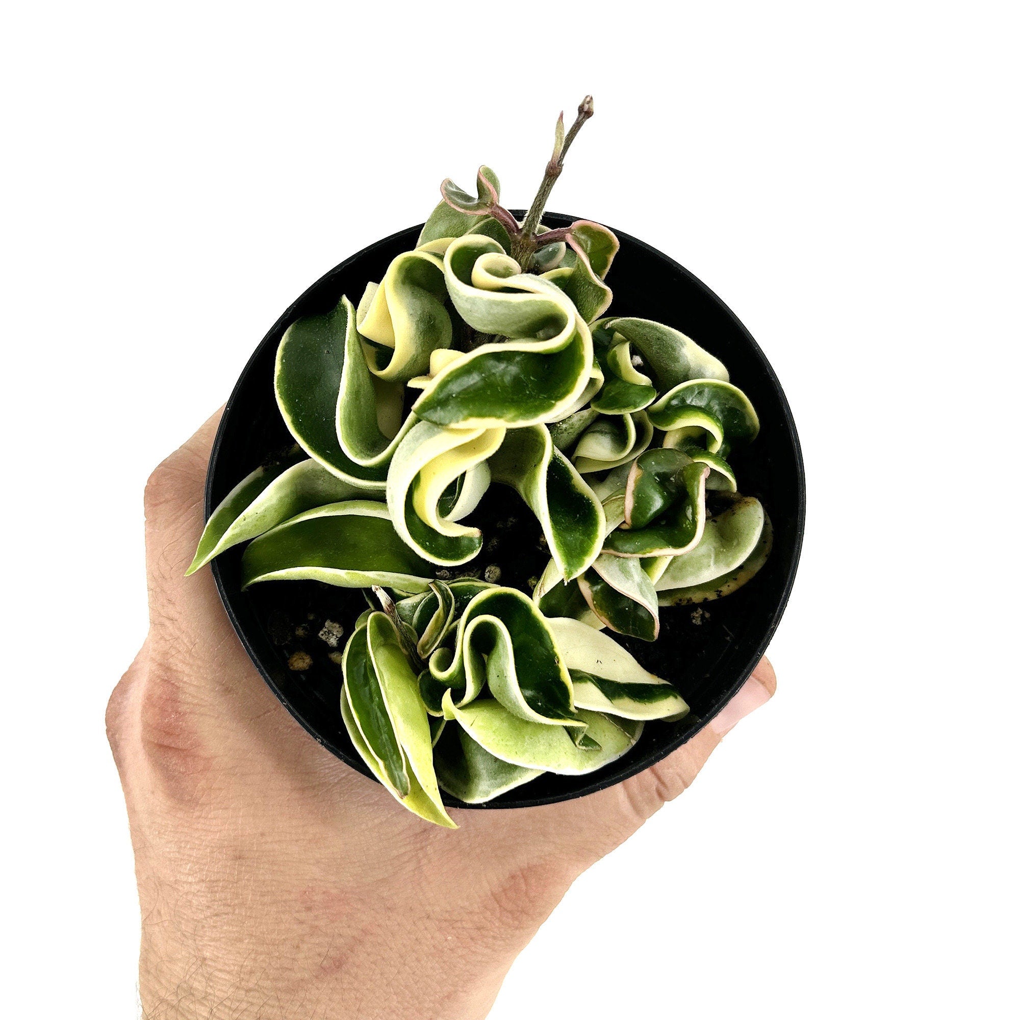 Hoya carnosa compacta variegata 'Variegated Hindu Rope'