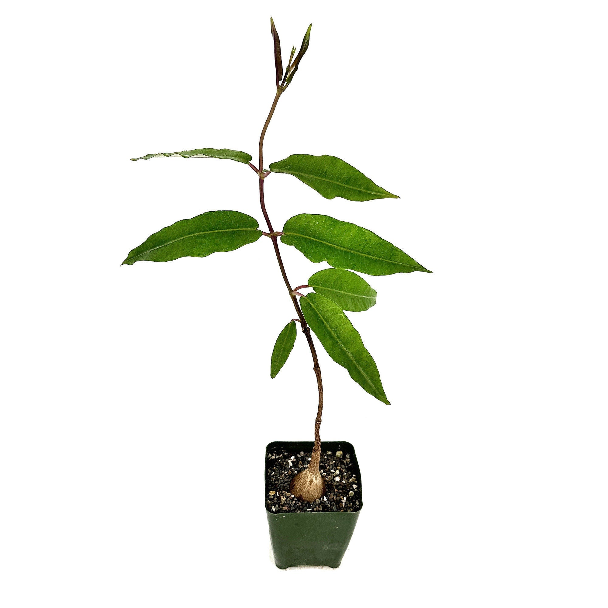 Petopentia natalensis