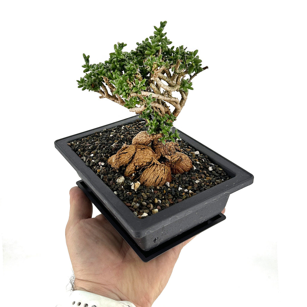 Trichodiadema bulbosum 'African Bonsai'