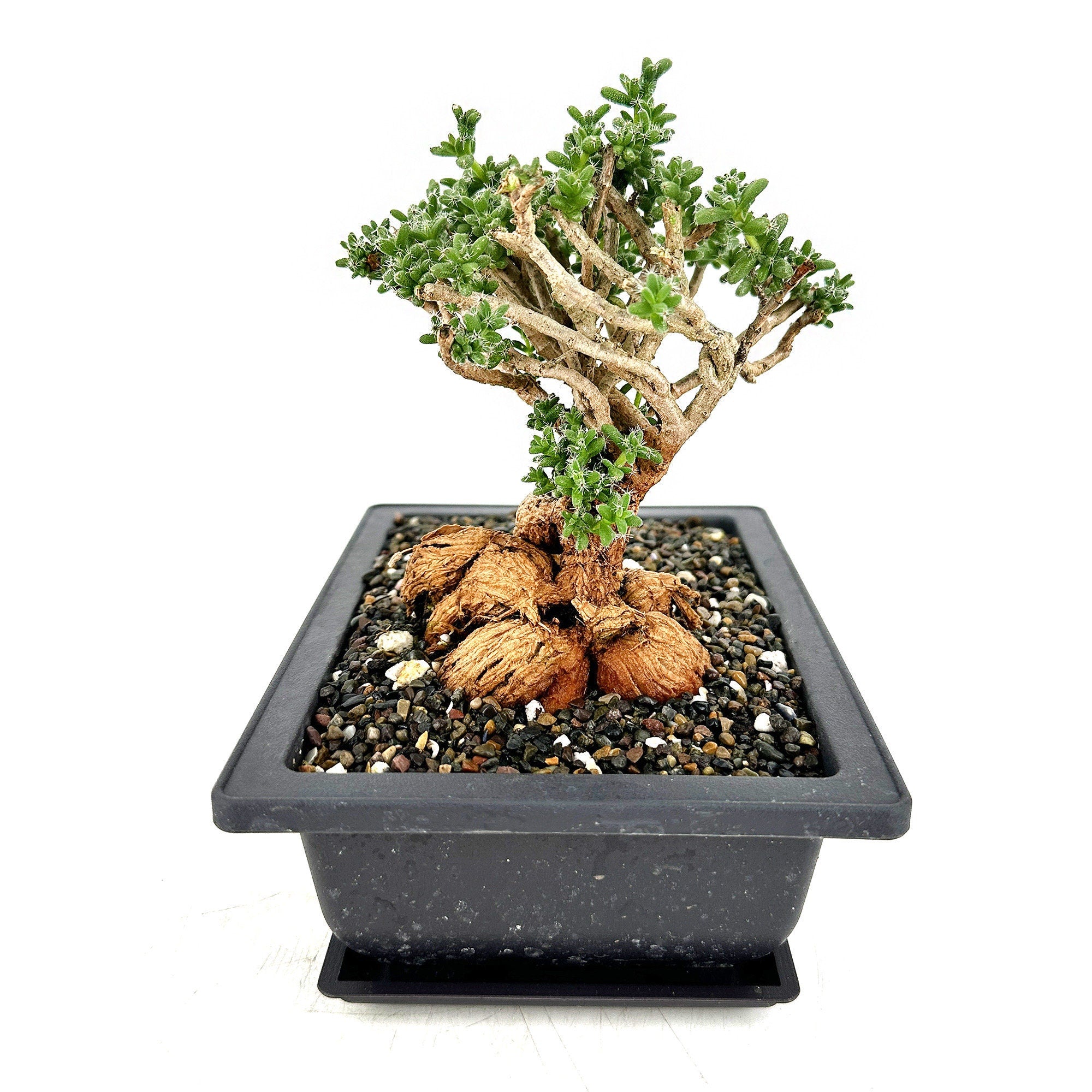 Trichodiadema bulbosum 'African Bonsai'