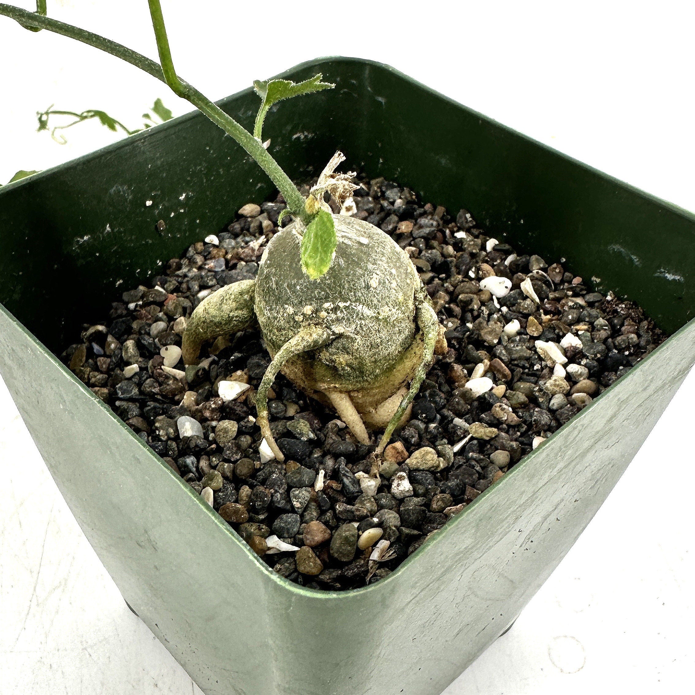 Kedrostis africana 'Baboon's Cucumber'