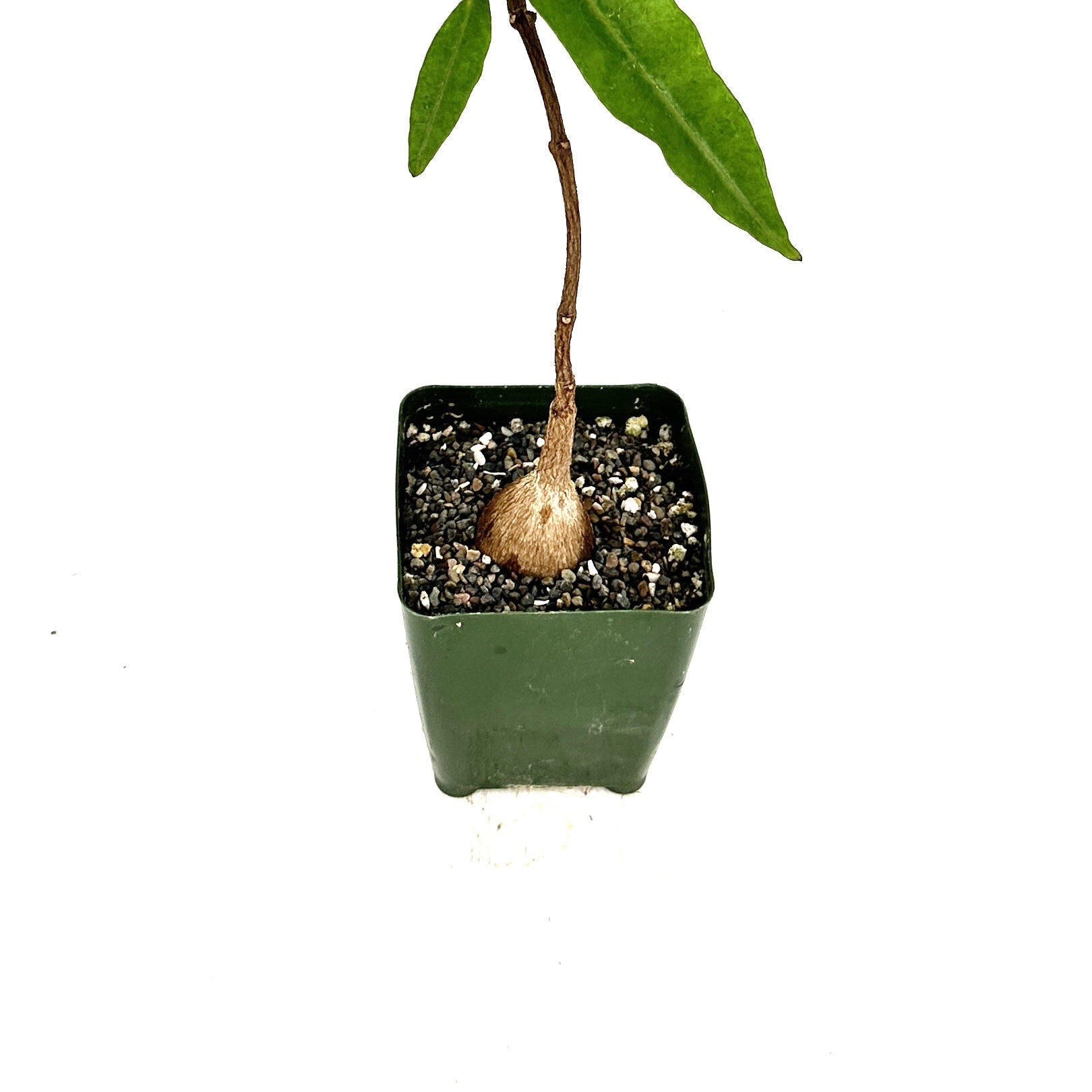 Petopentia natalensis