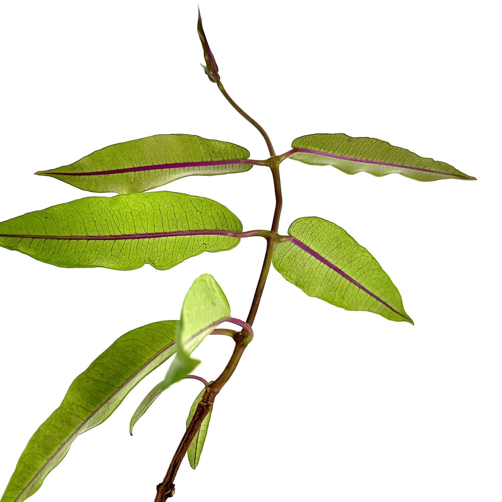 Petopentia natalensis