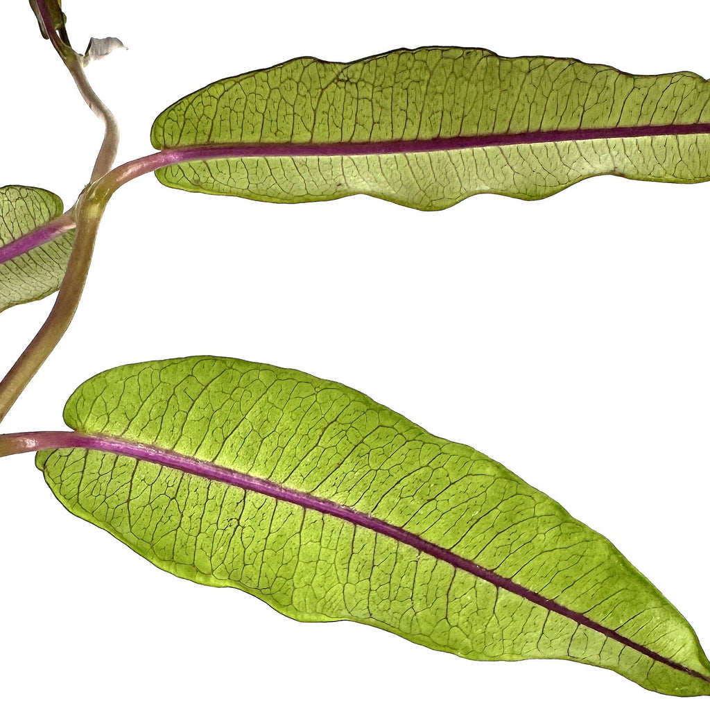 Petopentia natalensis