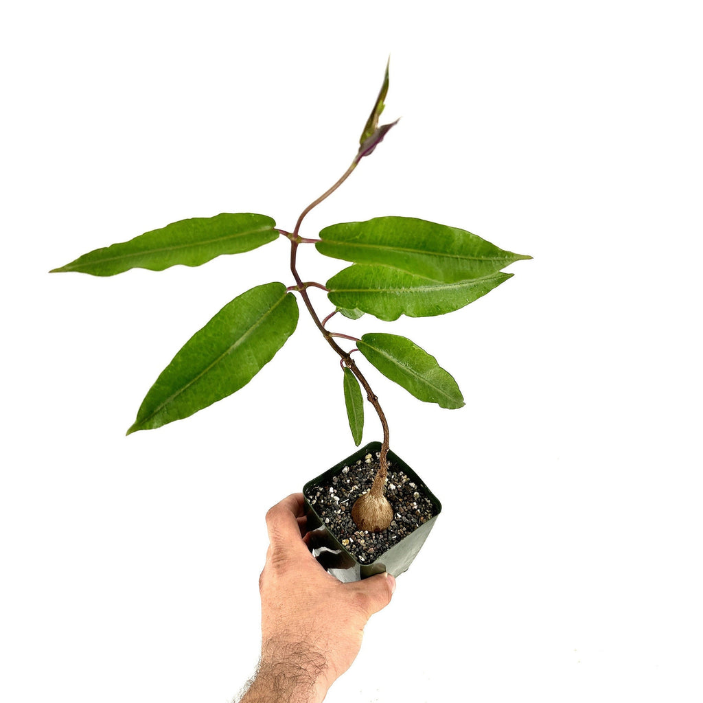 Petopentia natalensis
