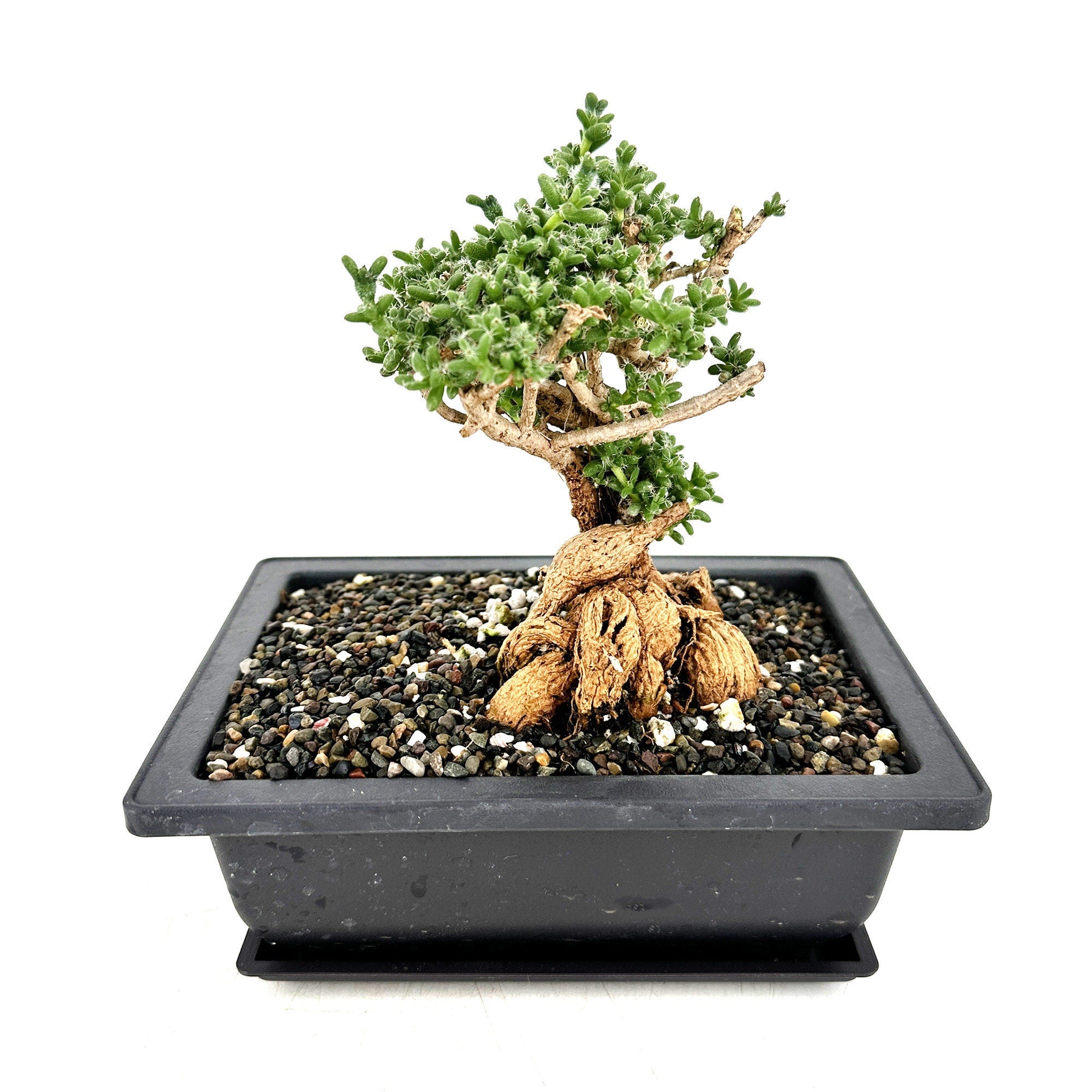 Trichodiadema bulbosum 'African Bonsai'