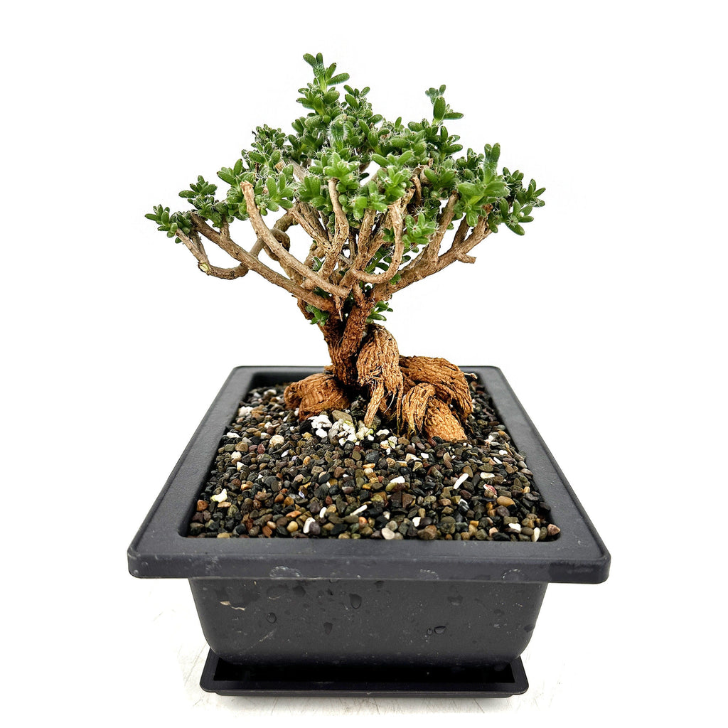 Trichodiadema bulbosum 'African Bonsai'