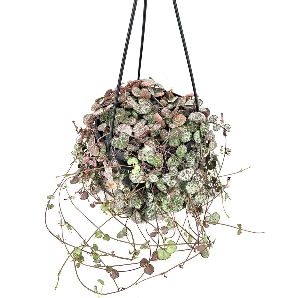 Ceropegia woodii ‘Silver Glory’