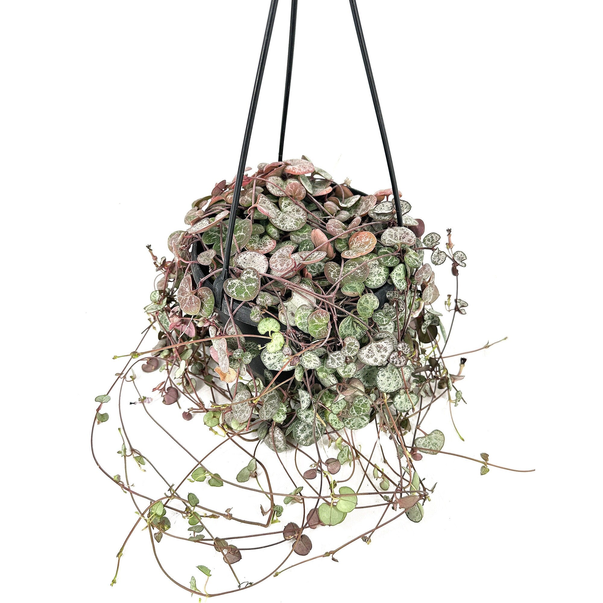 Ceropegia woodii ‘Silver Glory’