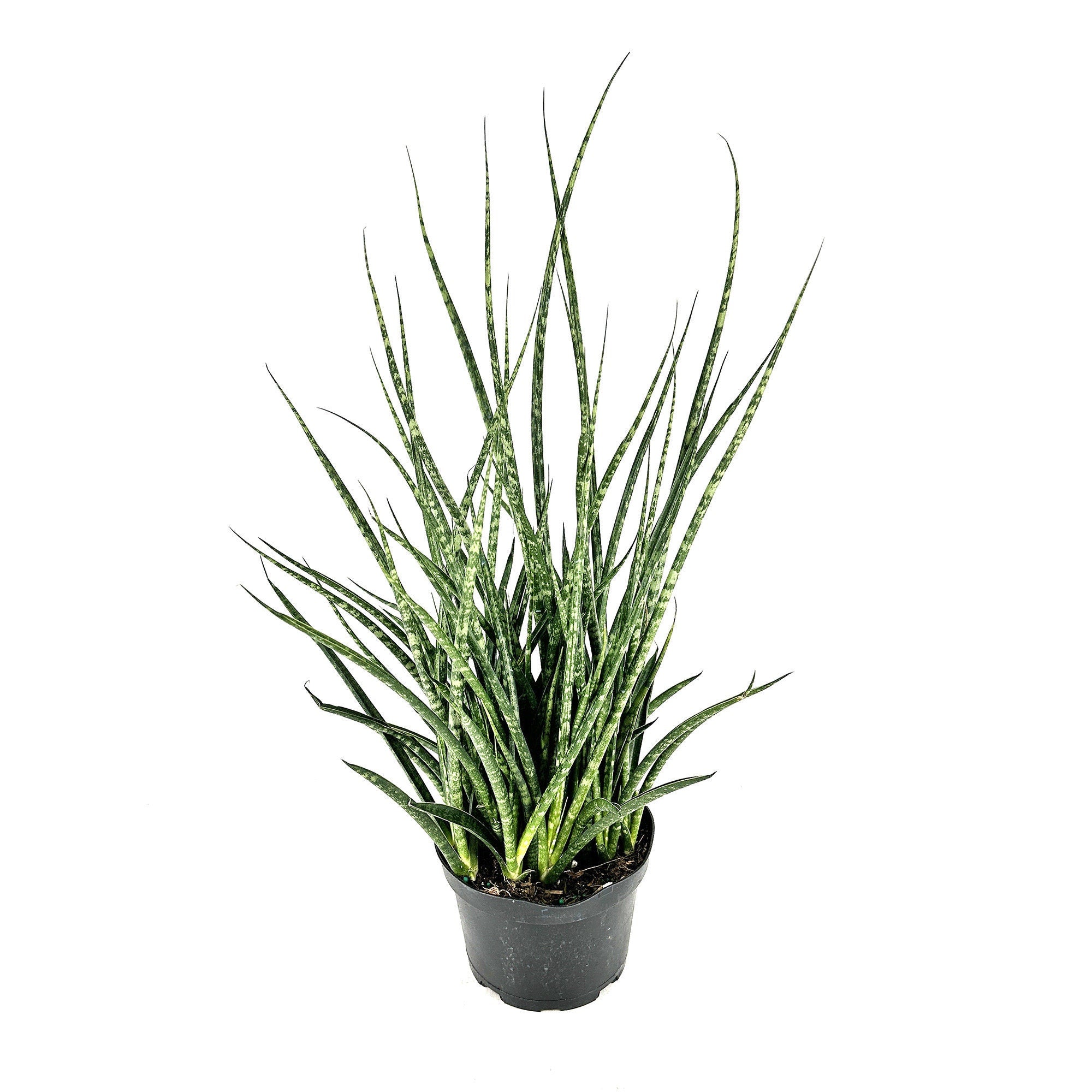 Sansevieria Fernwood Mikado