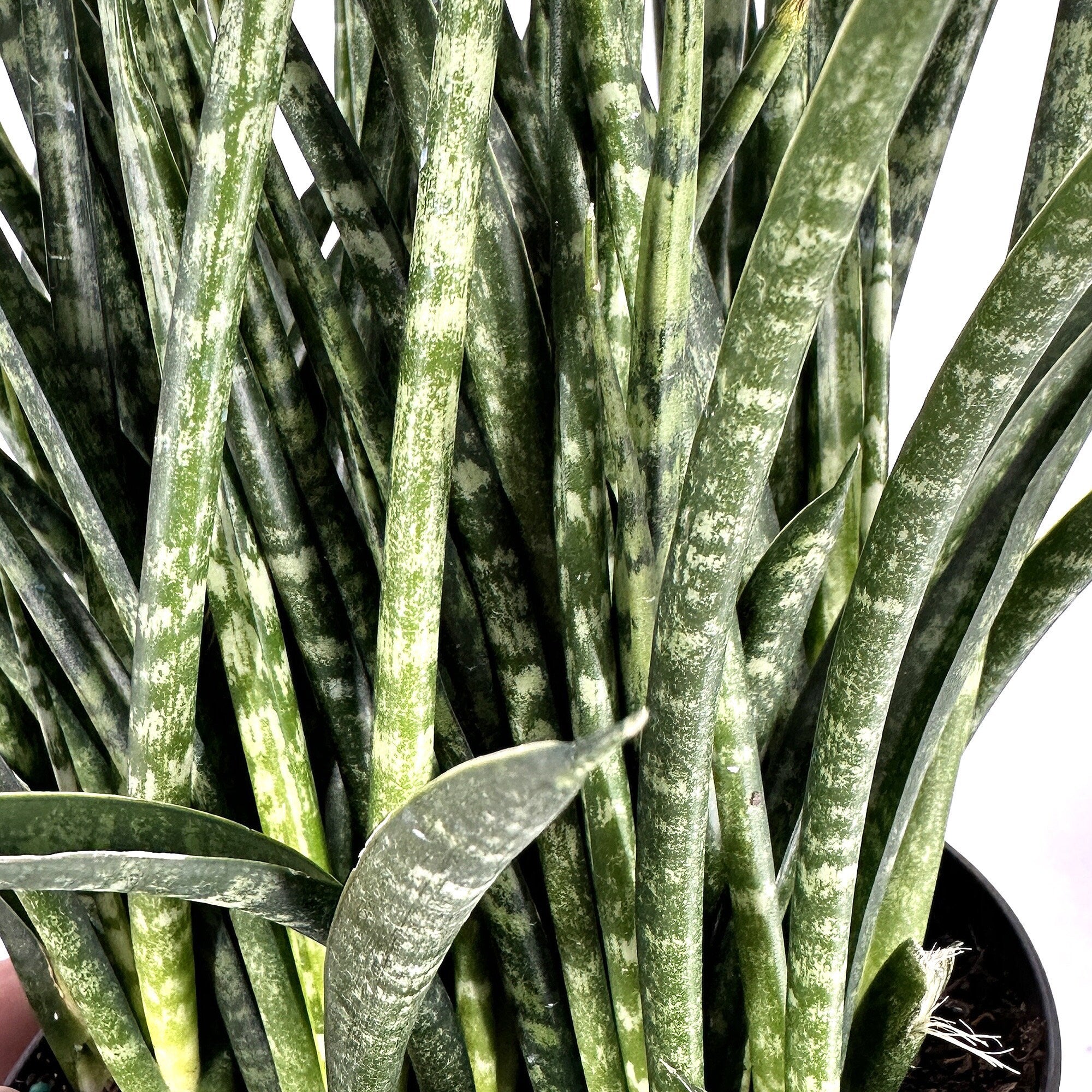 Sansevieria Fernwood Mikado