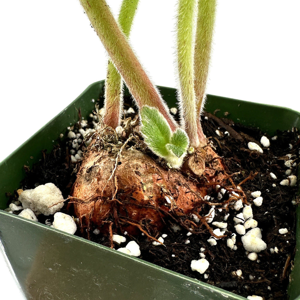 Sinningia macrostachya x macropoda