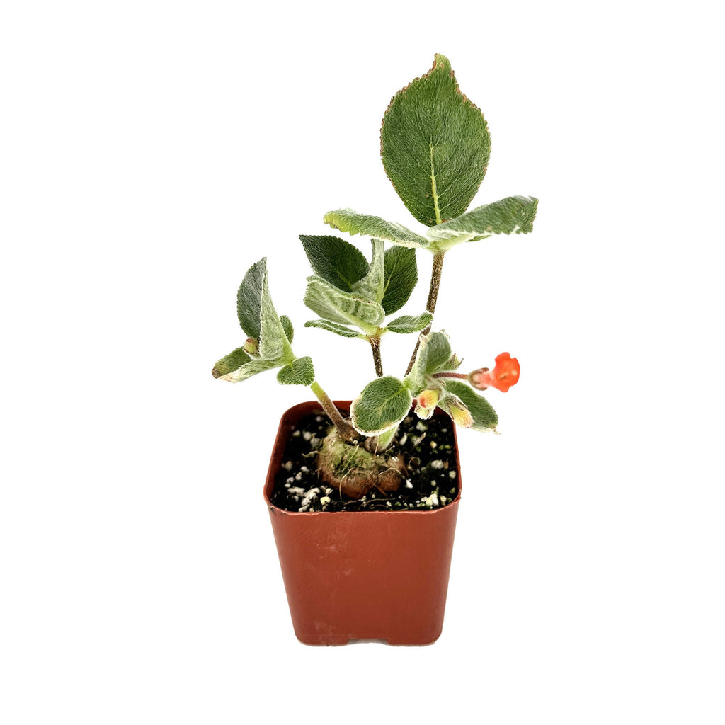 Sinningia macrostachya x macropoda