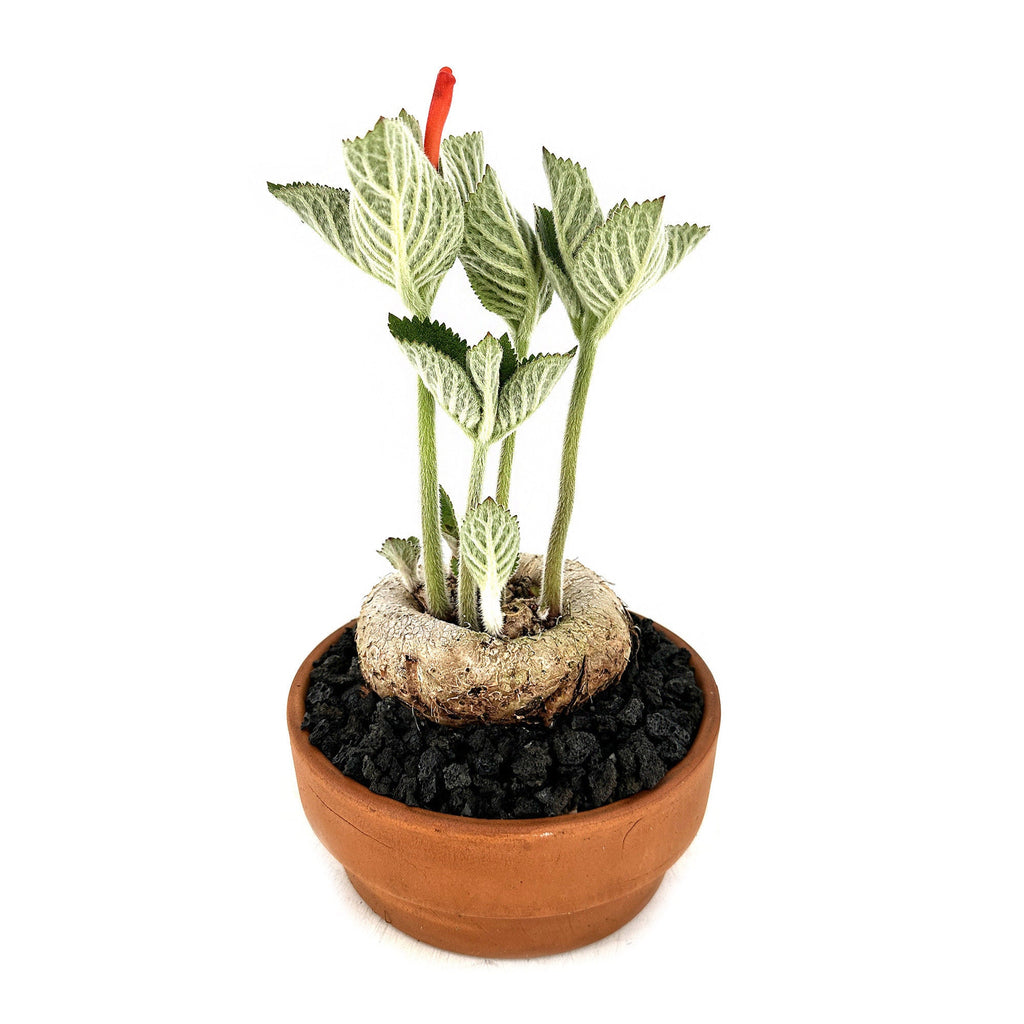 Sinningia macrostachya x macropoda