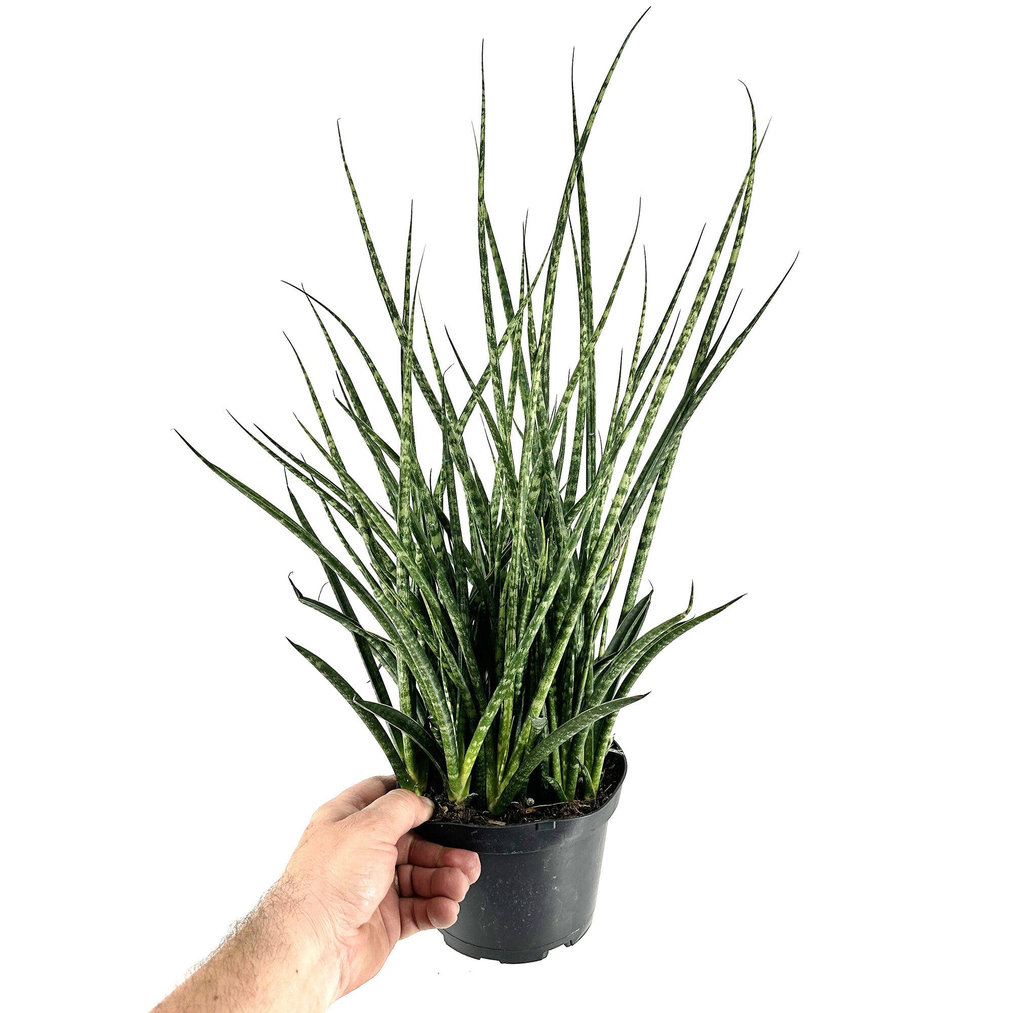 Sansevieria Fernwood Mikado