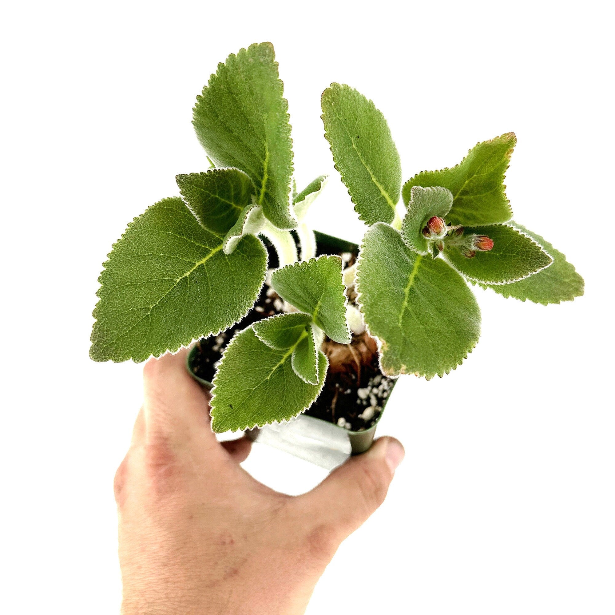 Sinningia macrostachya x macropoda