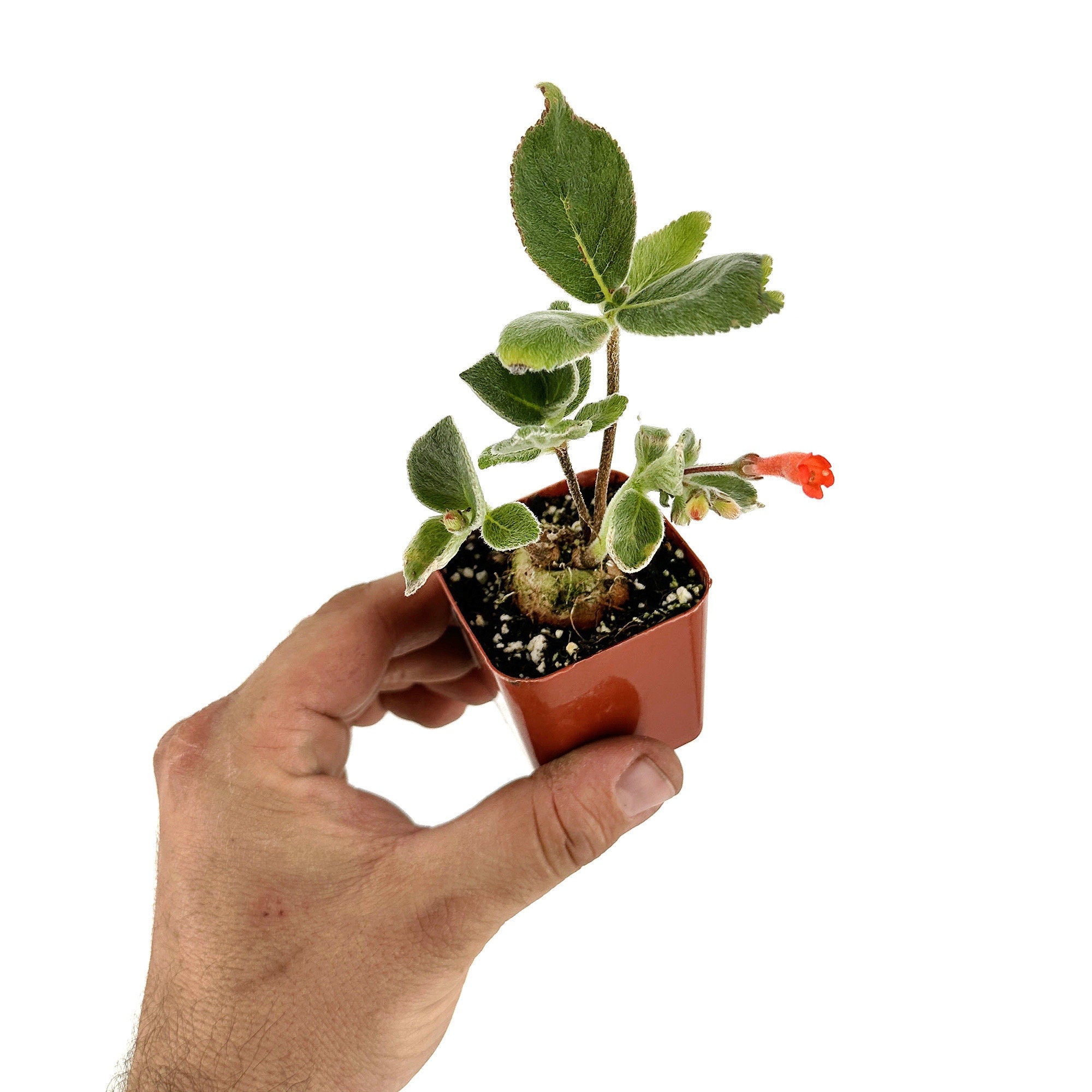 Sinningia macrostachya x macropoda