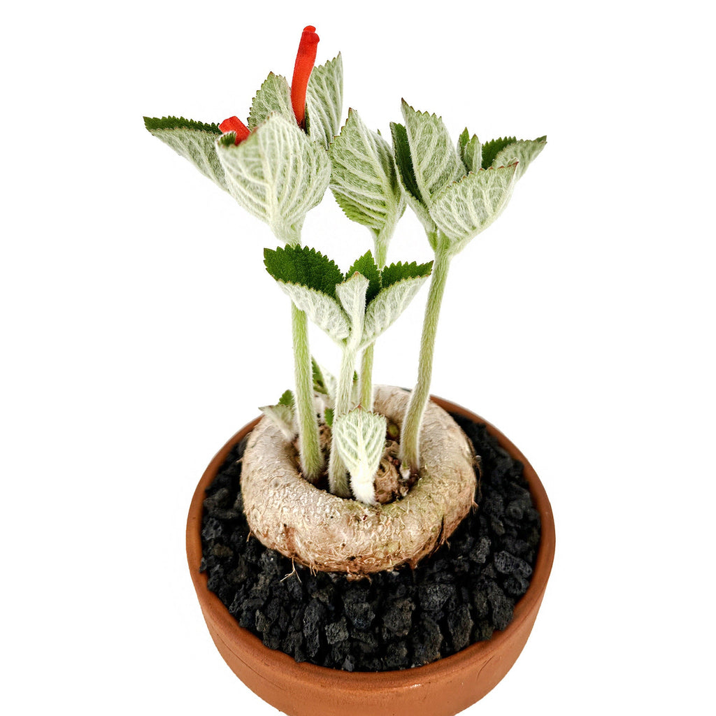 Sinningia macrostachya x macropoda