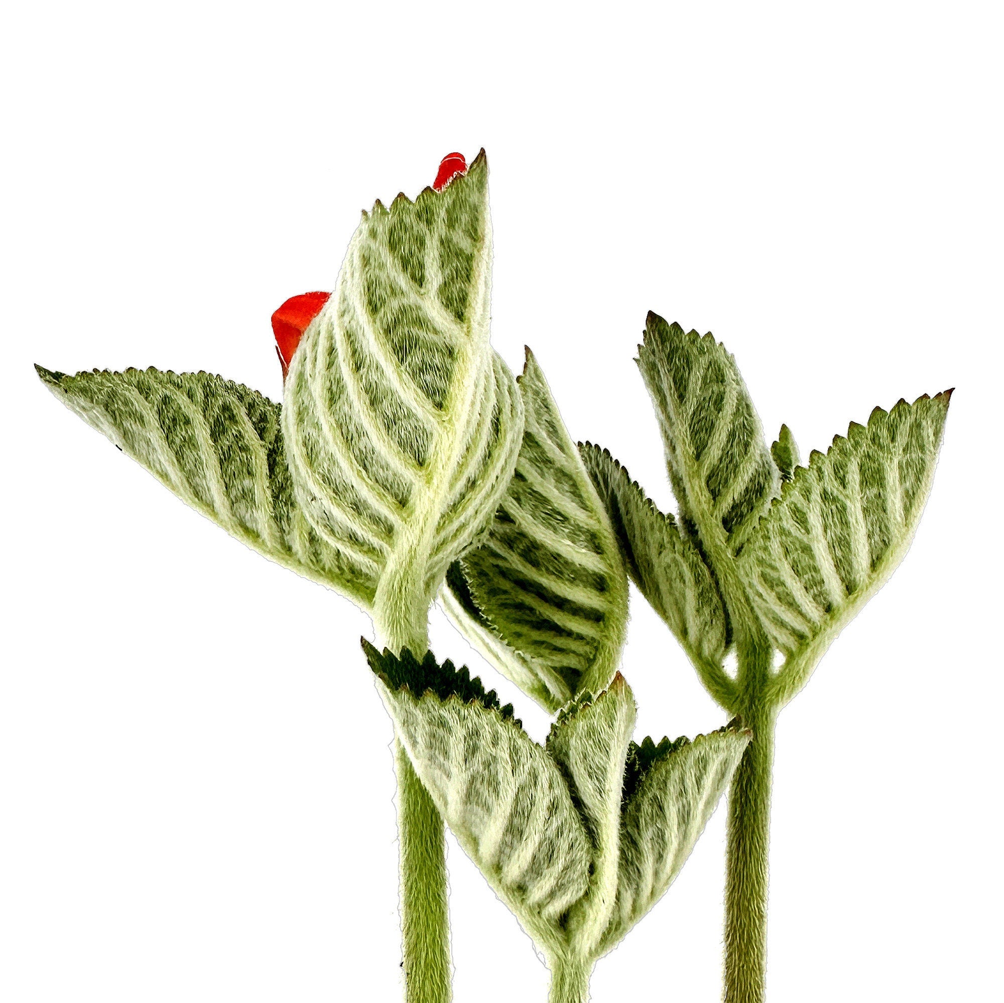 Sinningia macrostachya x macropoda