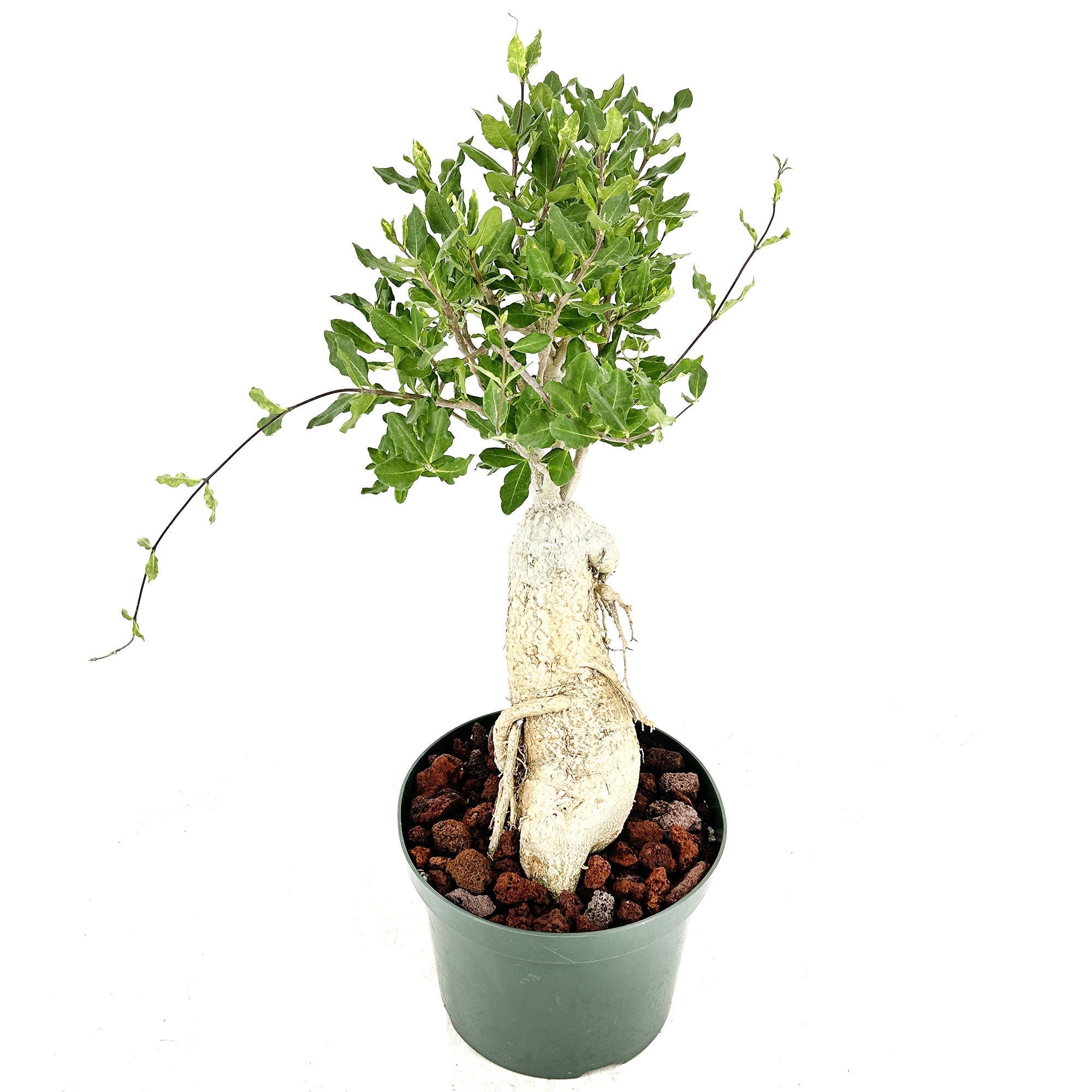 Fockea edulis 'Hottentot Bread'