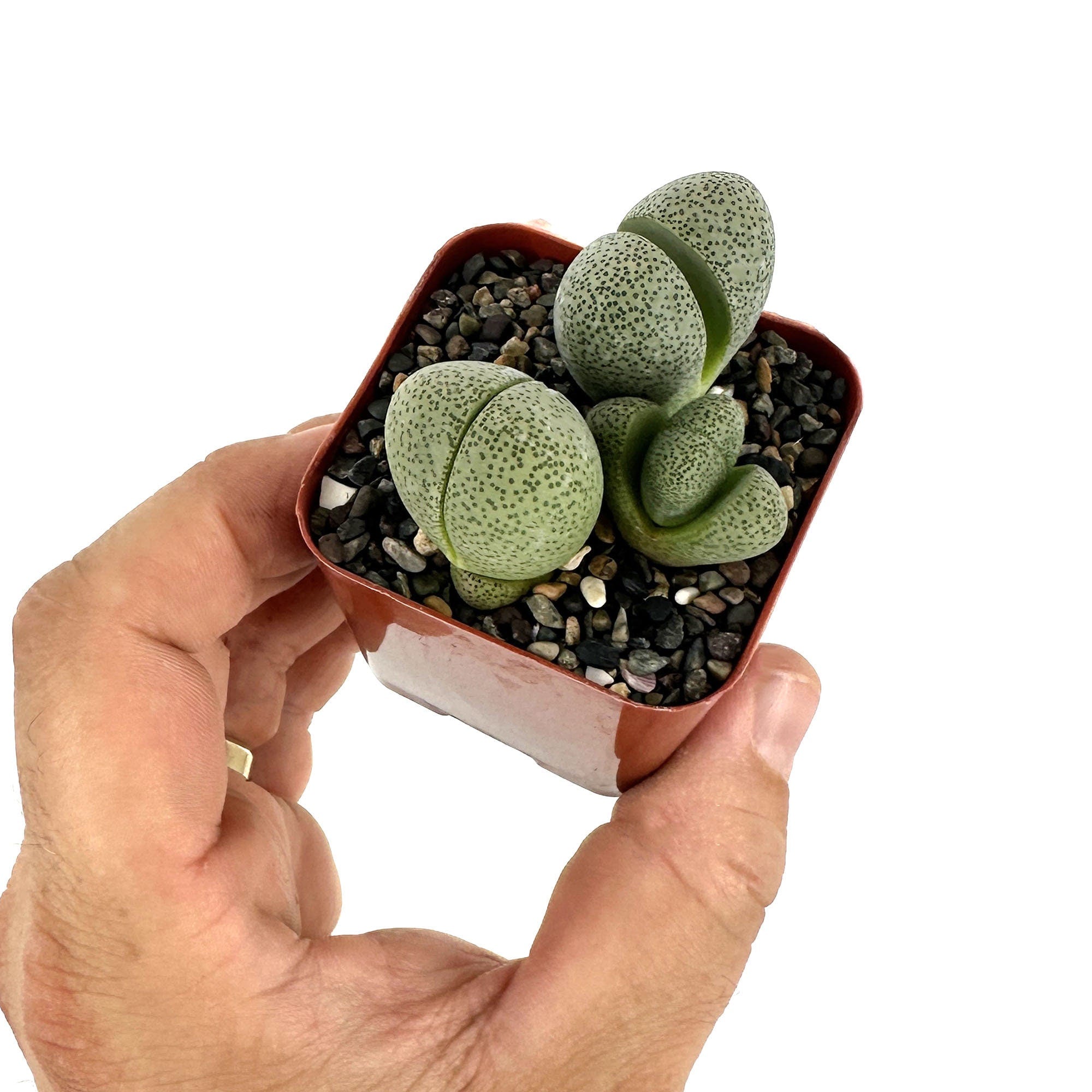 Pleiospilos nelii 'Split Rock'