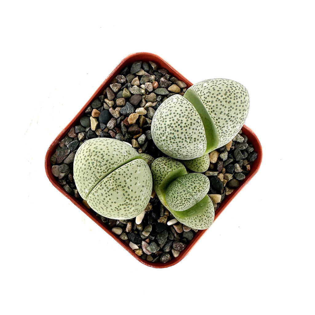 Pleiospilos nelii 'Split Rock'
