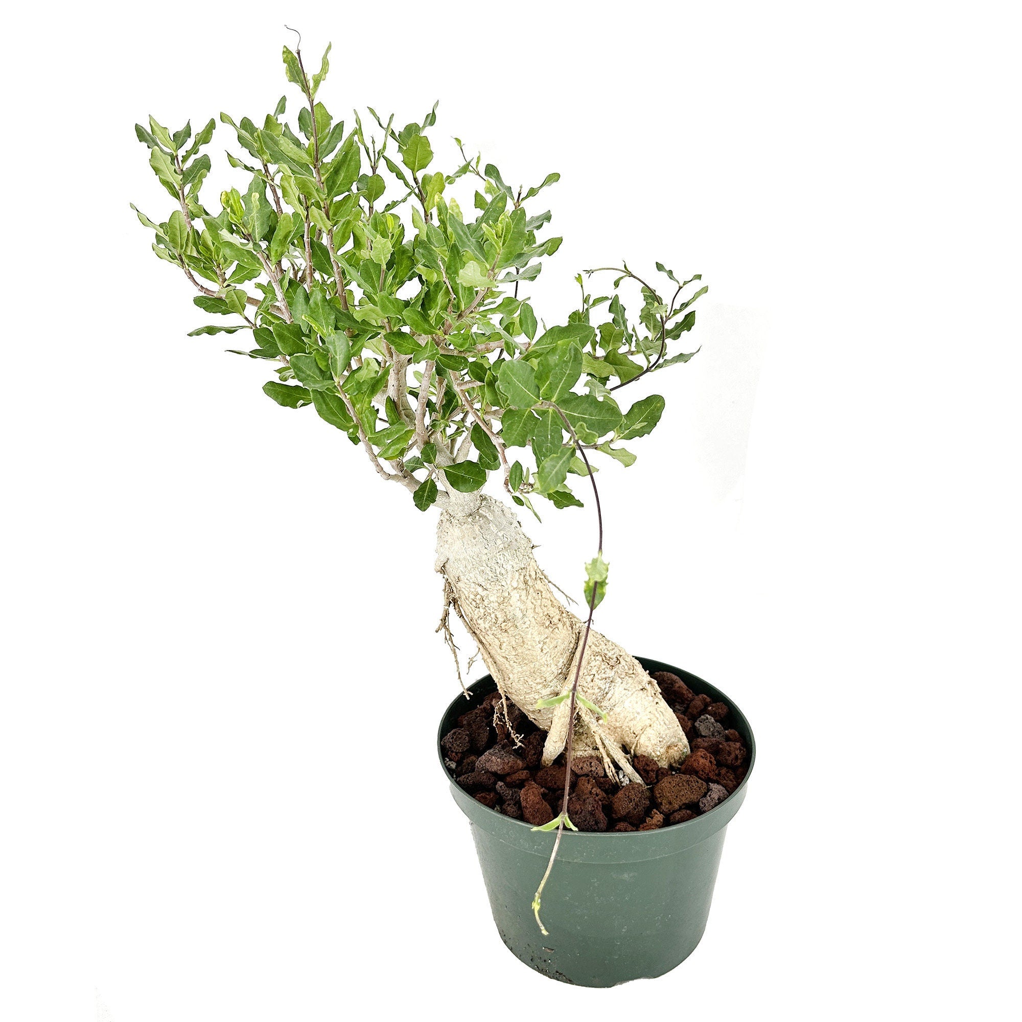 Fockea edulis 'Hottentot Bread'