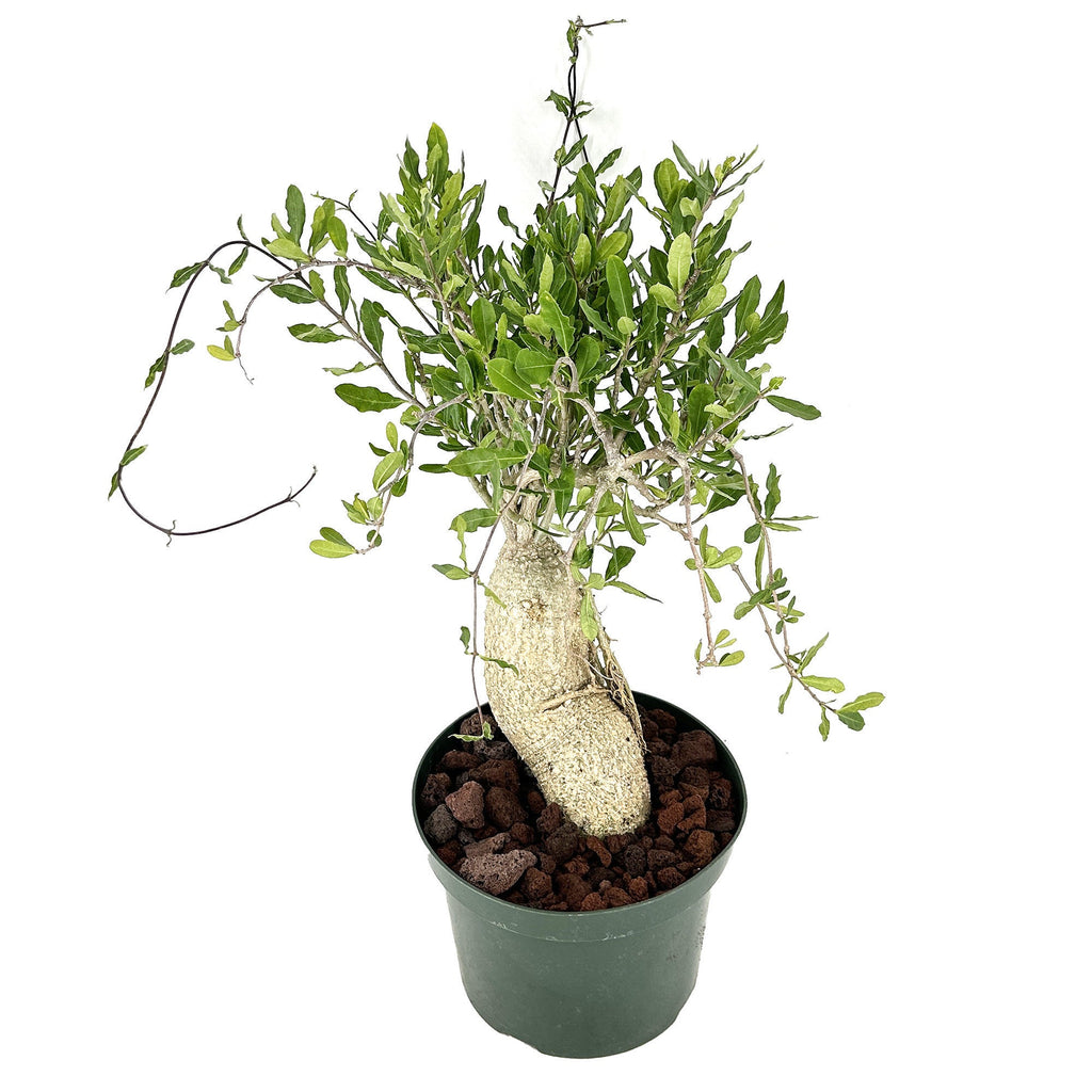 Fockea edulis 'Hottentot Bread'