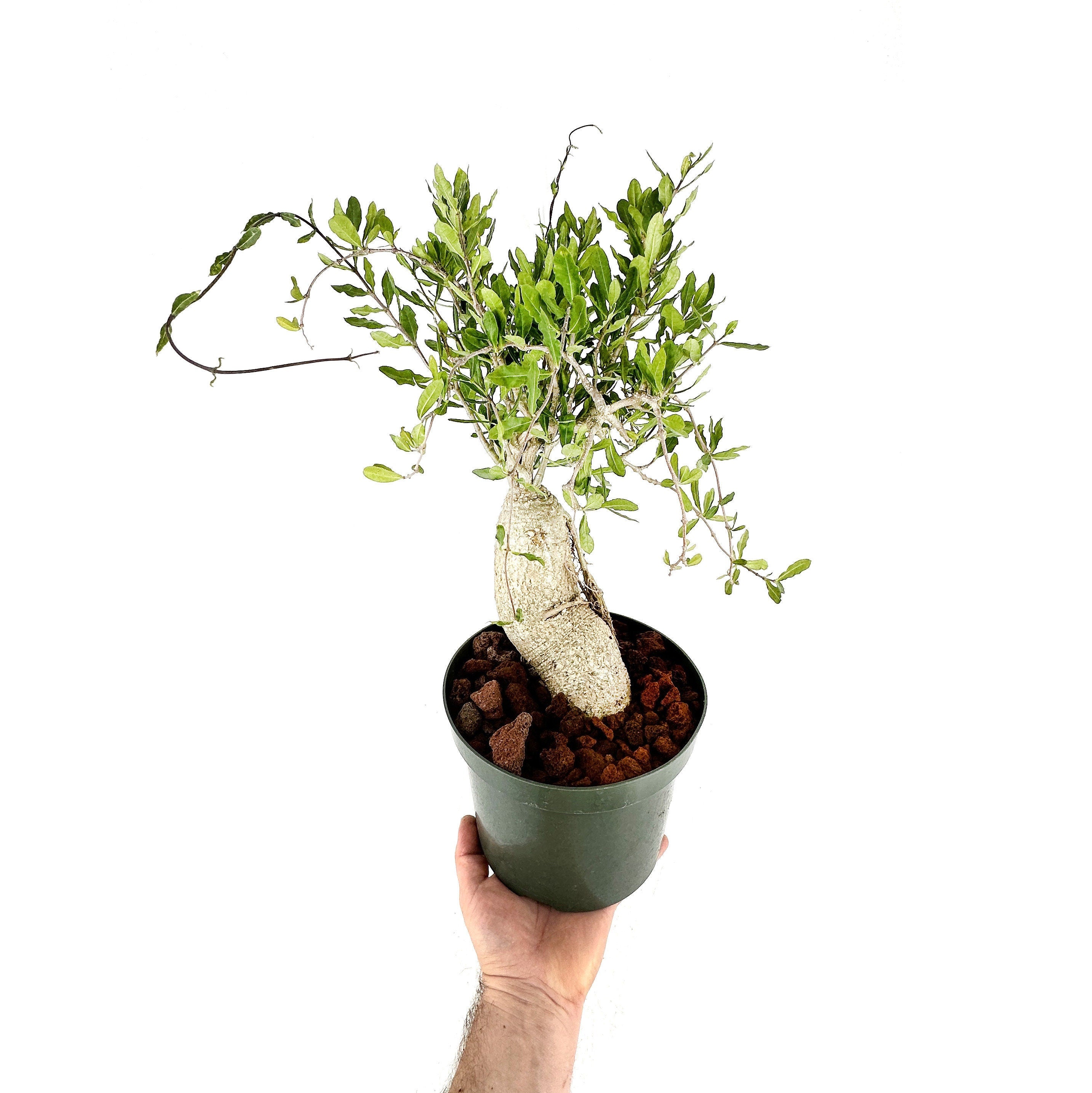 Fockea edulis 'Hottentot Bread'