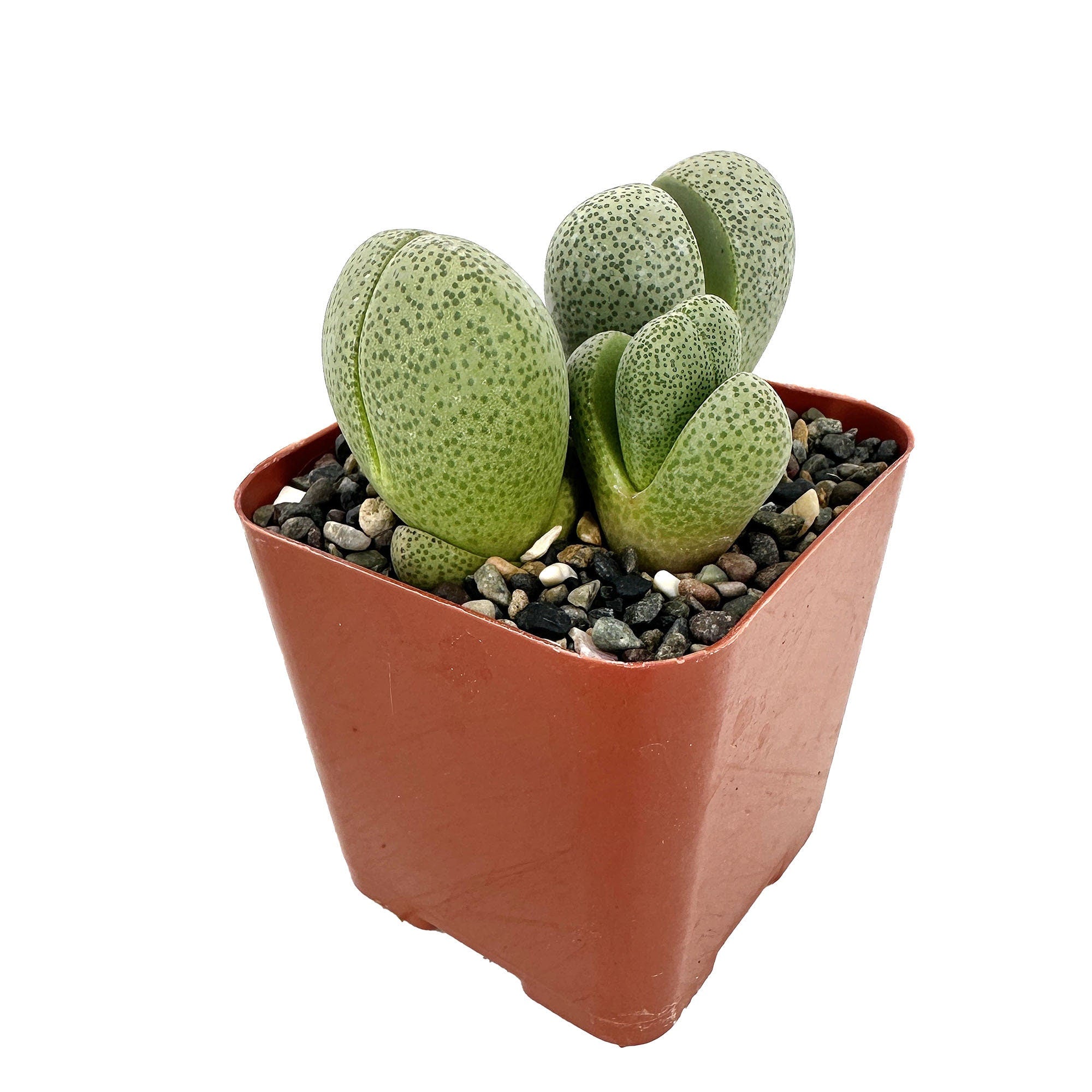 Pleiospilos nelii 'Split Rock'