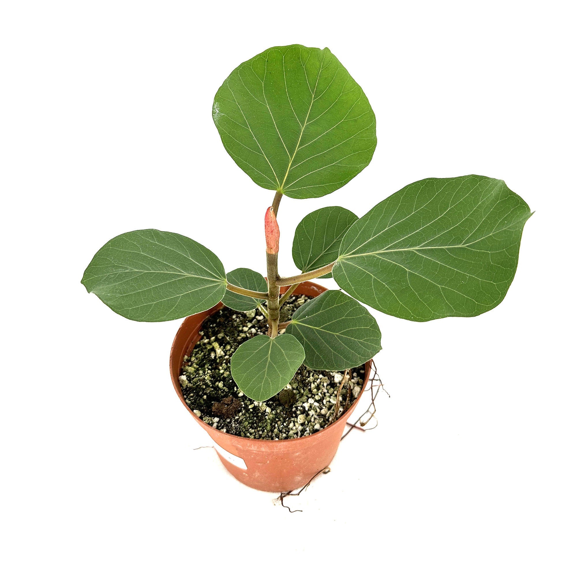 Ficus socotrana