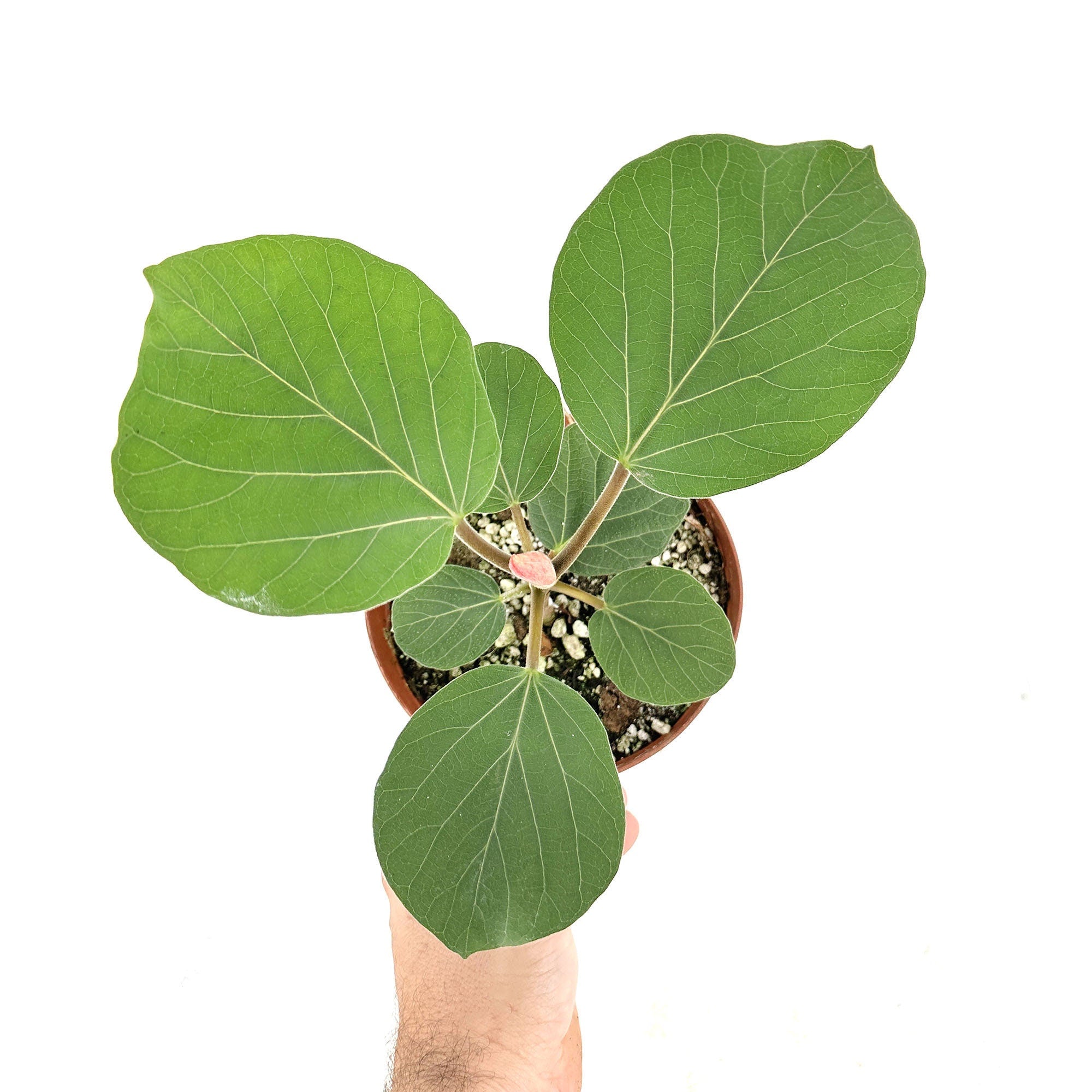 Ficus socotrana