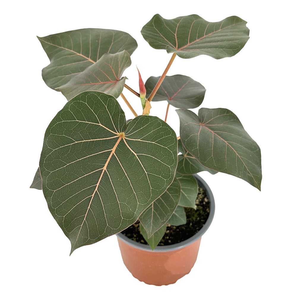 Ficus petiolaris