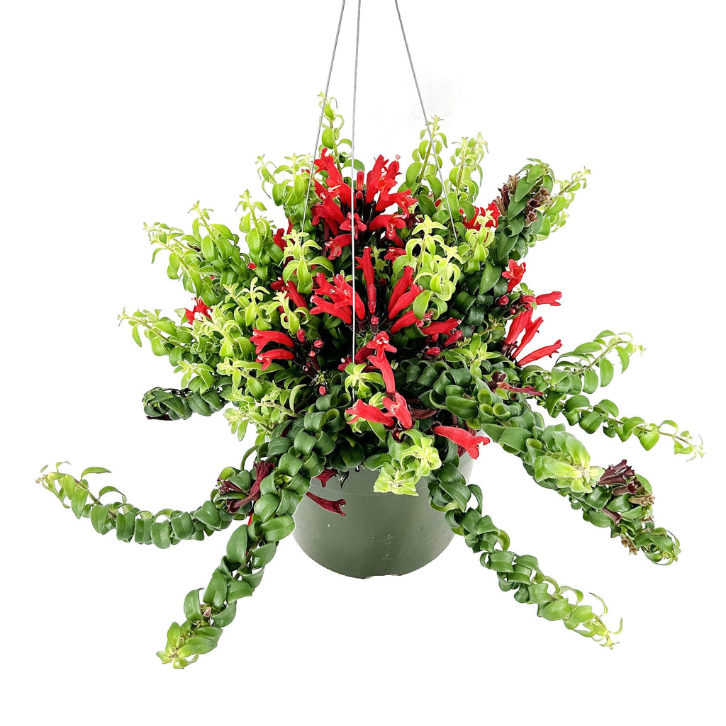 Aeschynanthus radicans 'Curly Lipstick Plant'