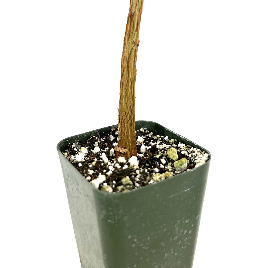 Brachychiton rupestris 'Queensland Bottle Tree'
