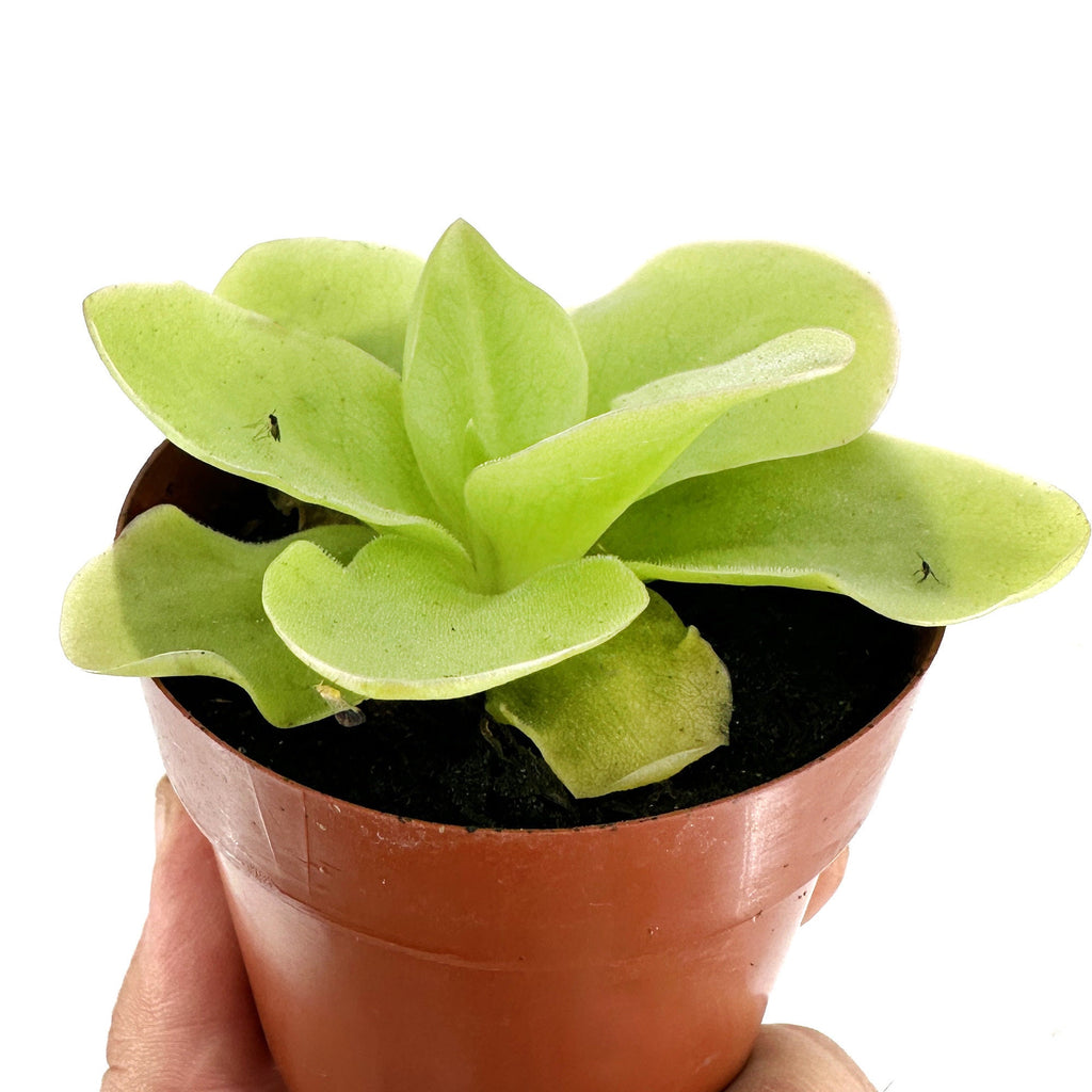 Pinguicula gigantea 'Butterwort'