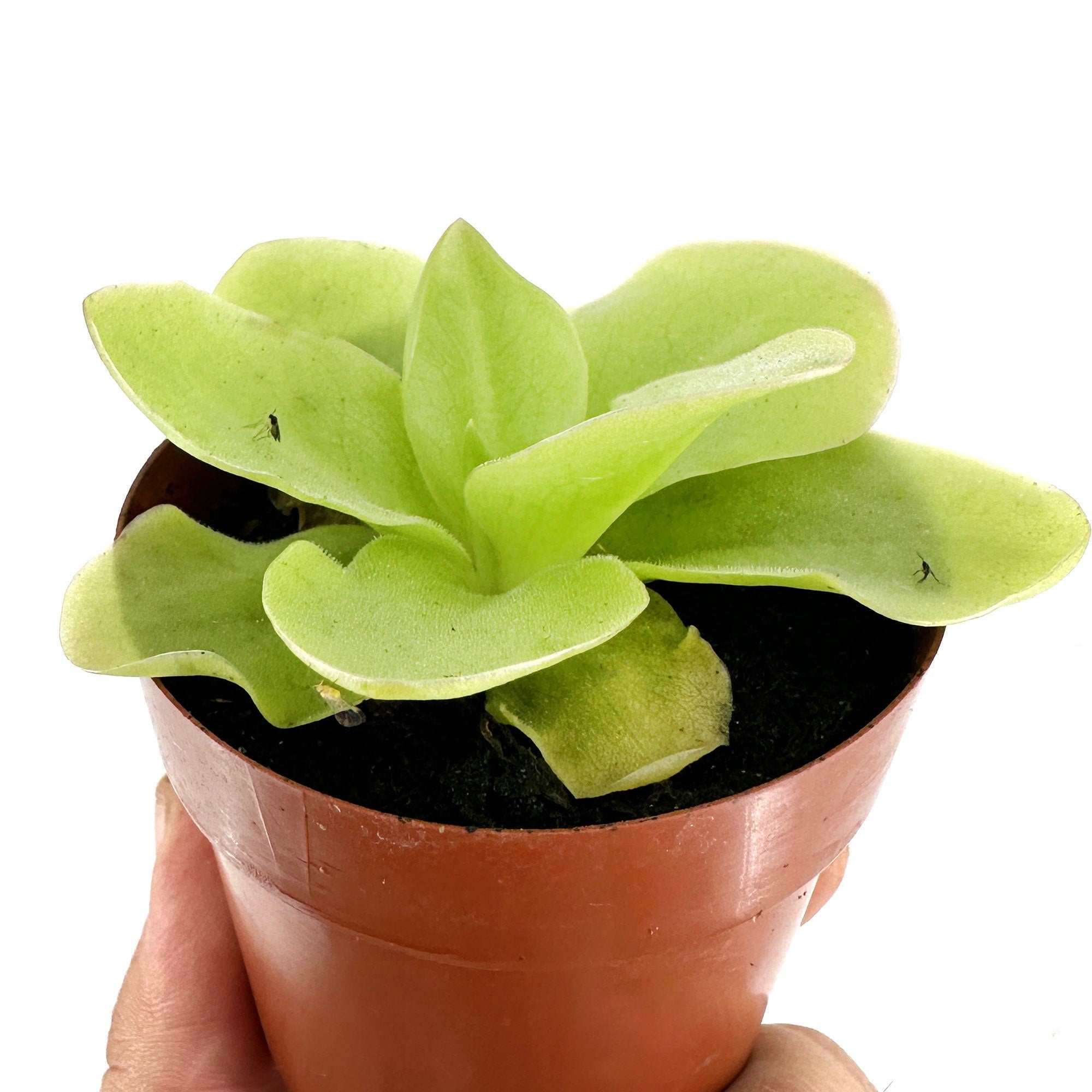 Pinguicula gigantea 'Butterwort'