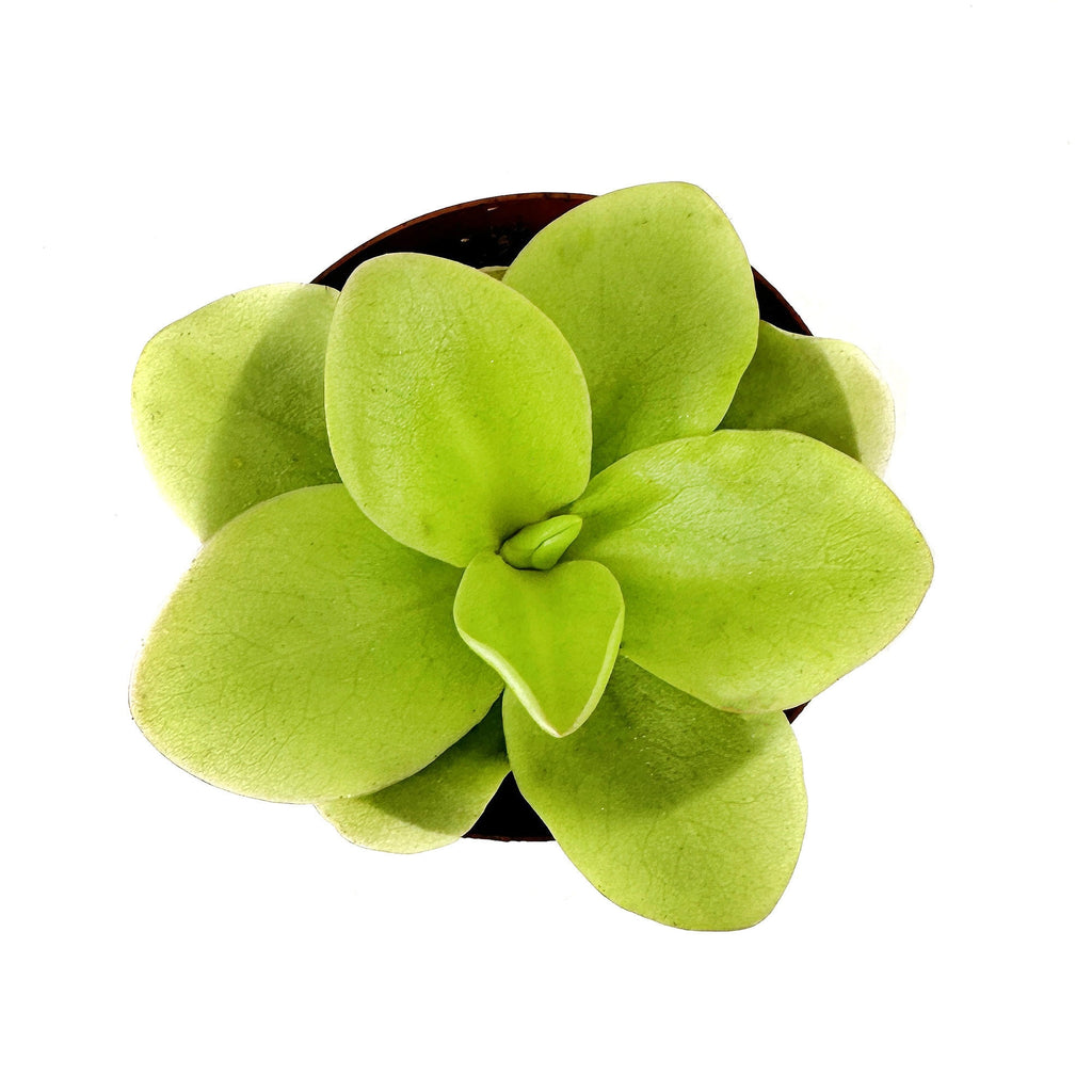 Pinguicula gigantea 'Butterwort'