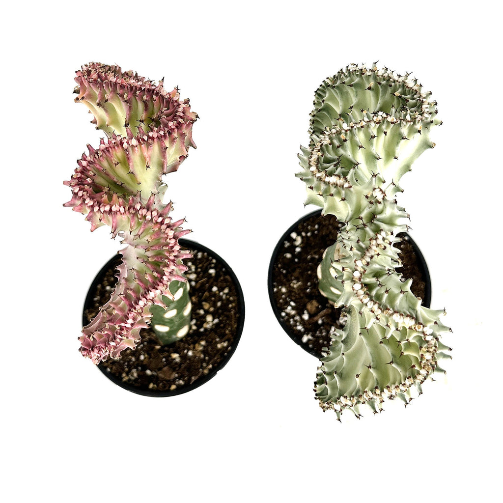 Euphorbia lactea crest 'Coral Cactus'